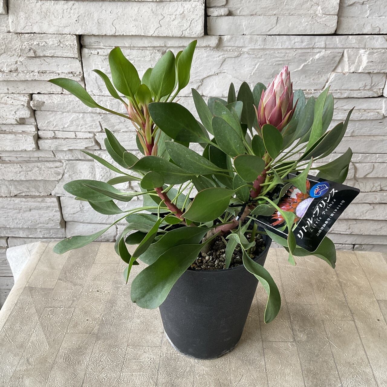 キングプロテア リトルプリンス 蕾付き 5 プロテア リトルプリンス 5