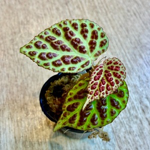 ベゴニア ドラコペルタ Begonia dracopelta
