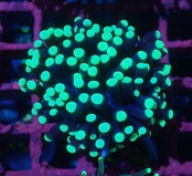 Euphyllia grabrescens"BlackTorch" 1
