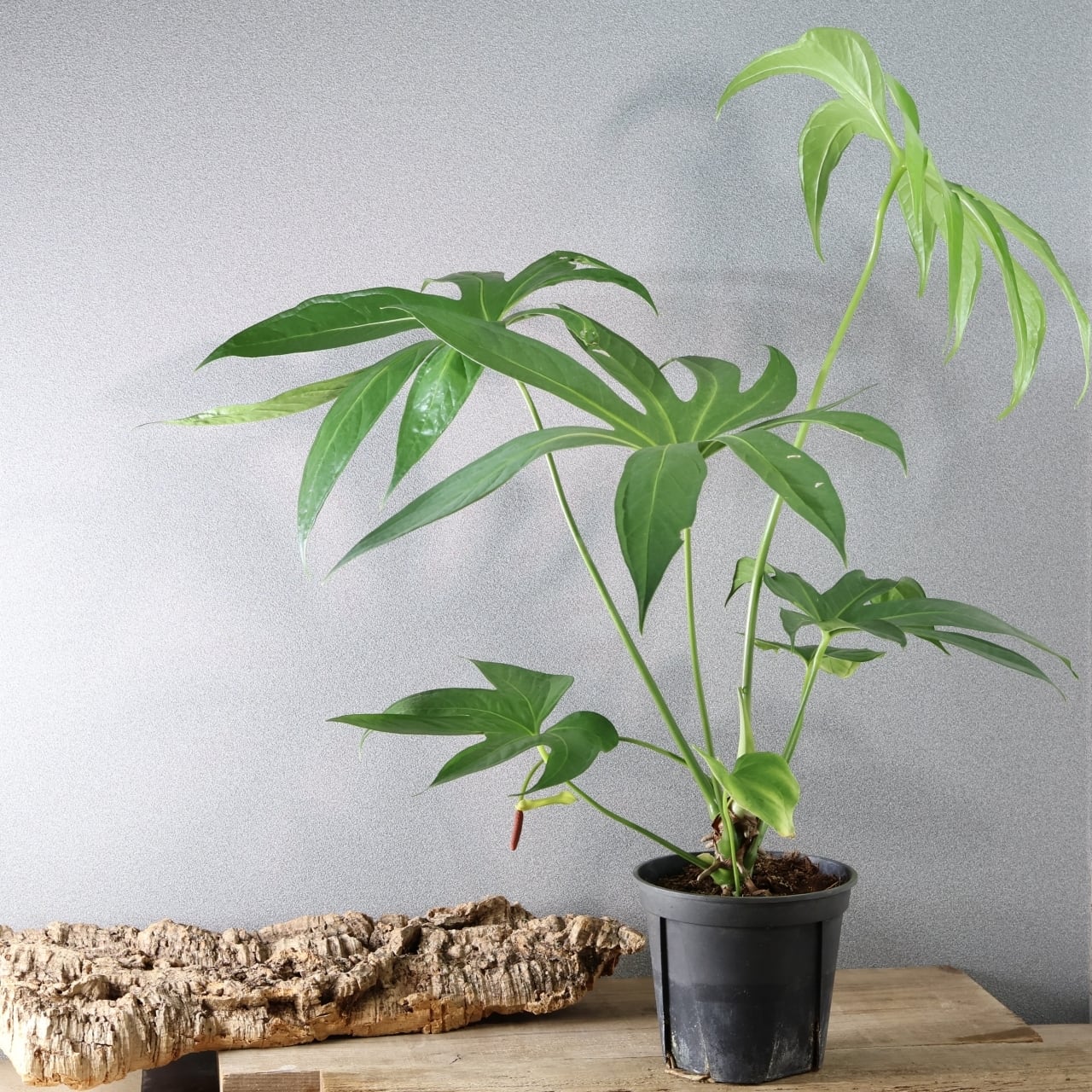 アンスリウム　ペダトラディアツム　No.007　鉢、送料込　メルカリ便 アンスリウム ペダトラディアツム No.007 鉢、送料込 メルカリ便