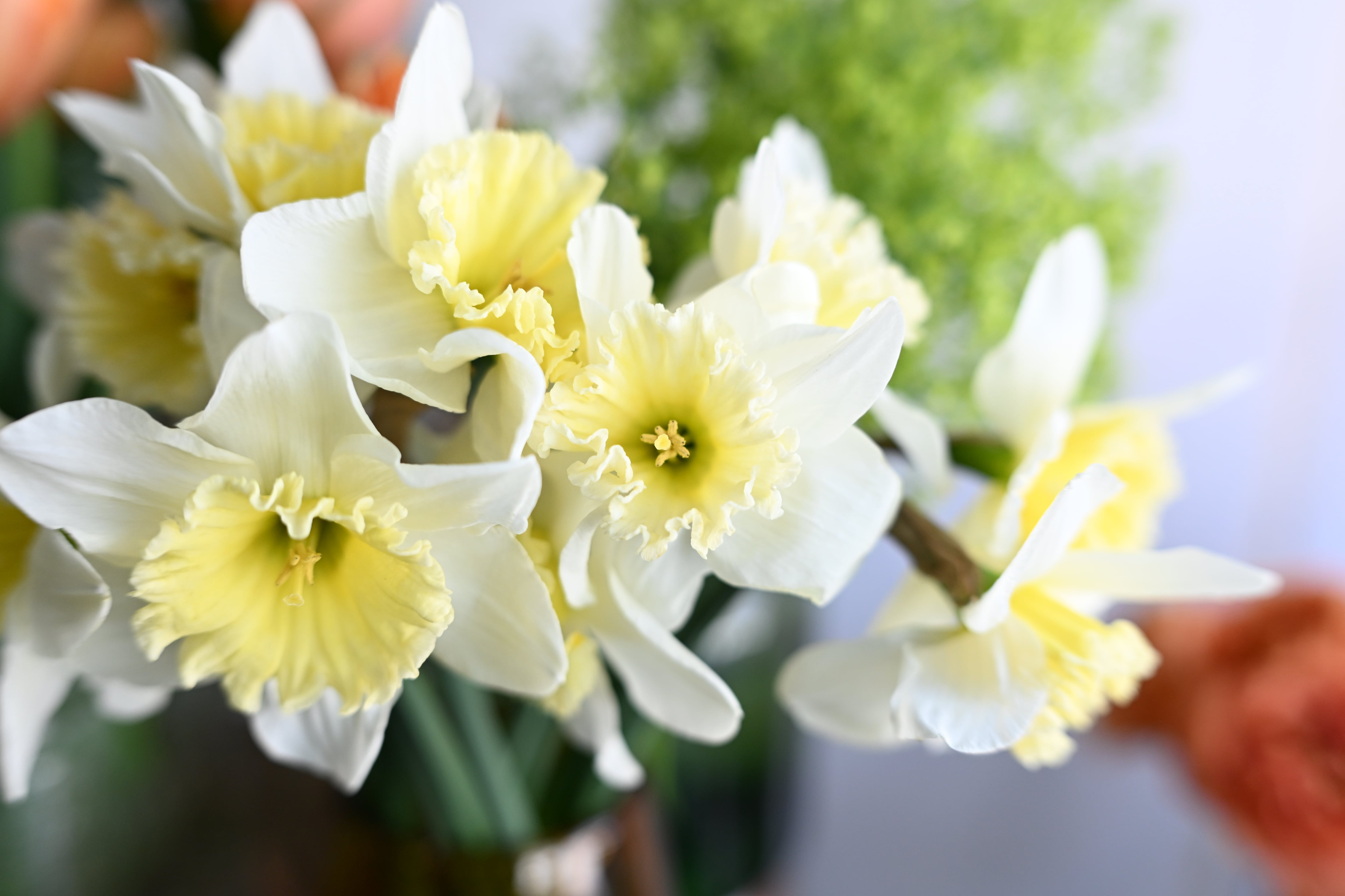 〈写真〉WORKSHOP #12｜2026.04.25 Sat. 開催 "レベル不問！季節の花と楽しむ写真レッスン"