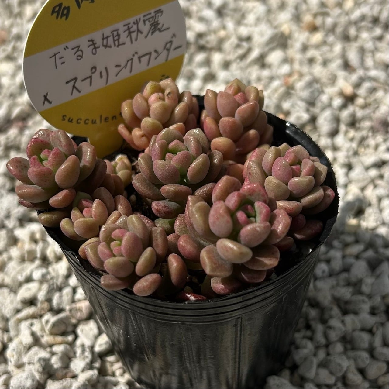 ALL ITEM | Succulent 花うらら 〜多肉植物