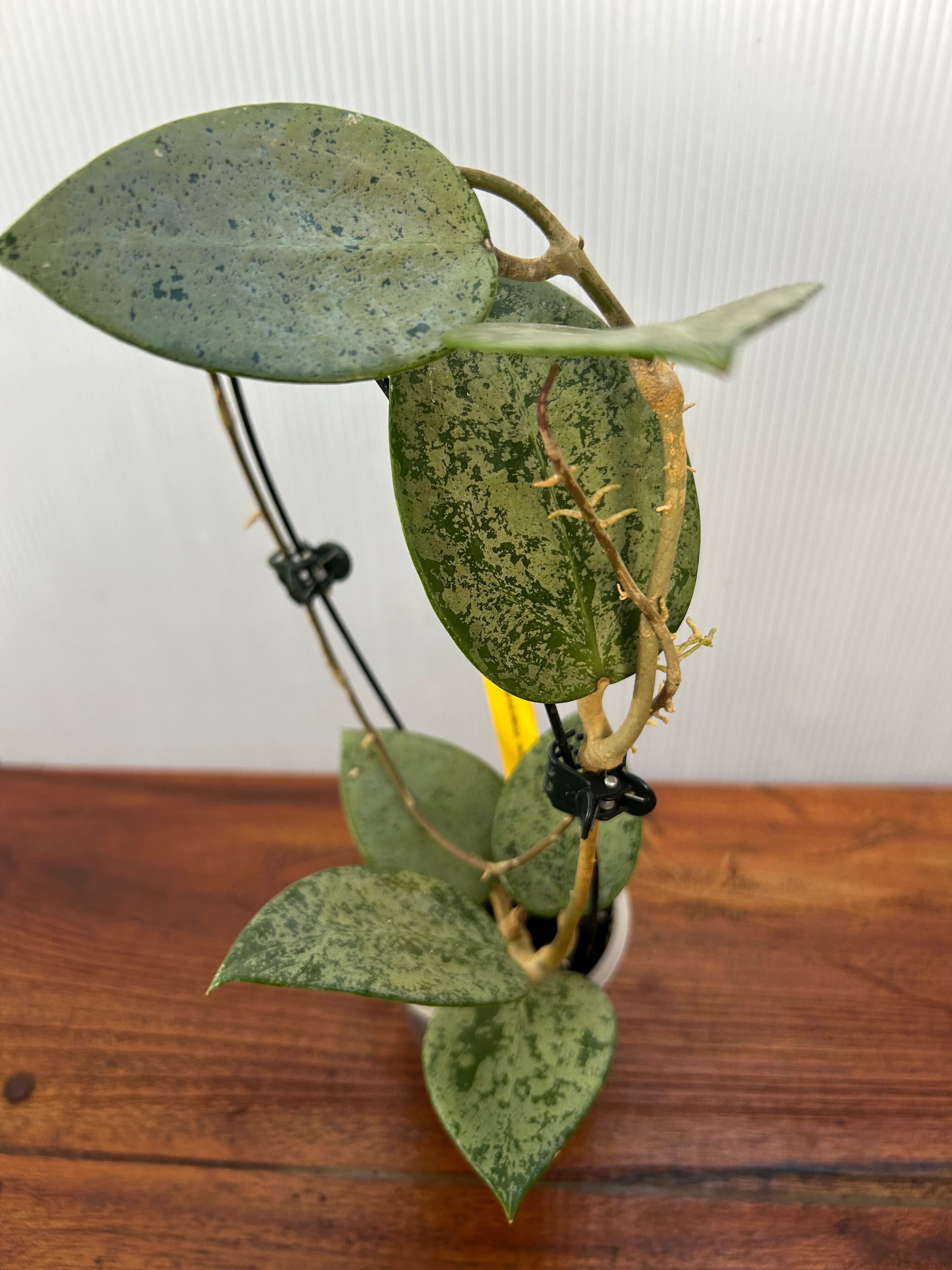 ホヤ 　大株 園芸ネット本店｜ホヤ：ムルチフローラ（大株幹立ちタイプ） 8号鉢植え