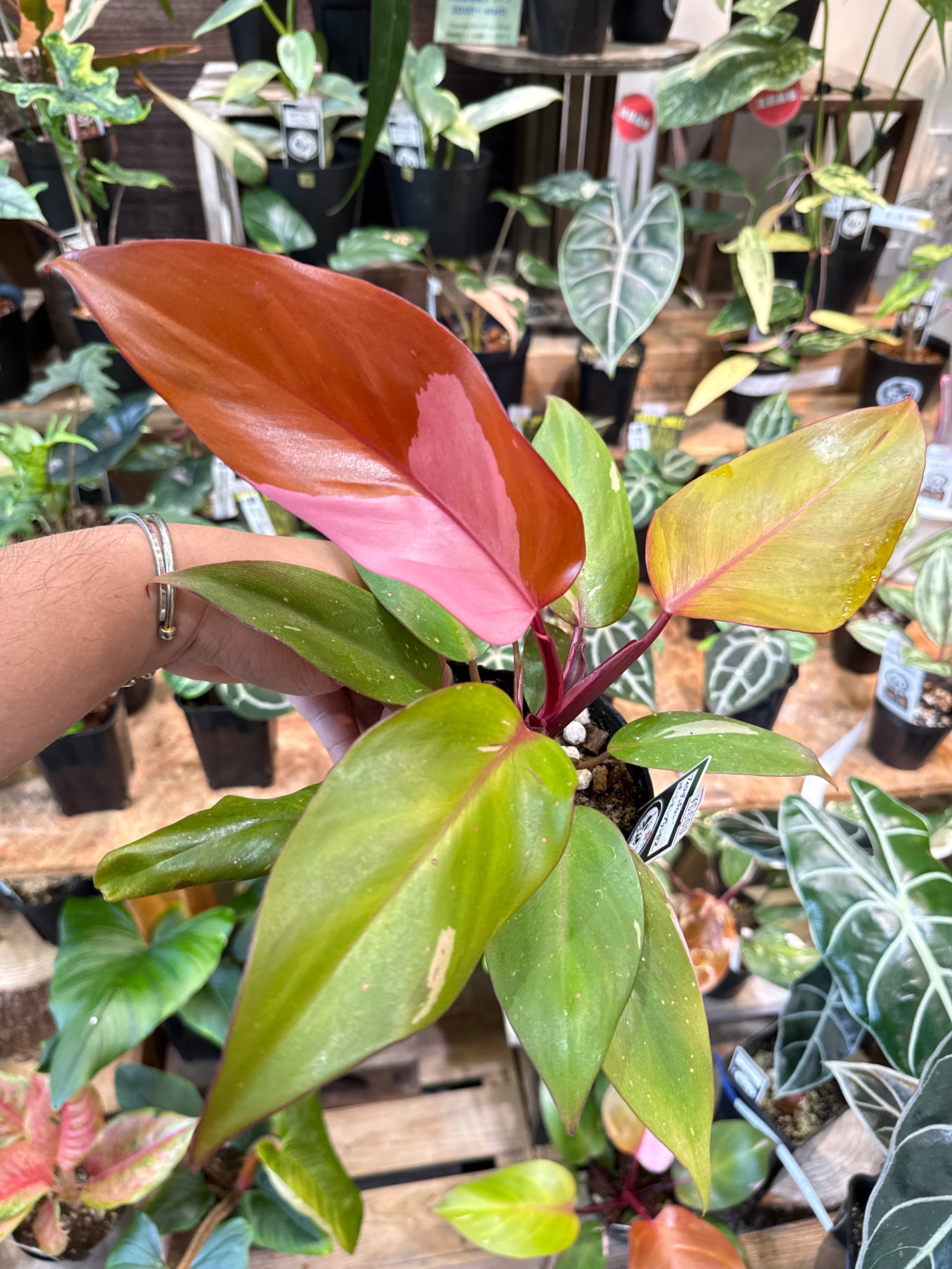 A フィロデンドロン パーシモンプリンセス | Gardenえん 【観葉熱帯植物】