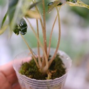アロカシア バンビーノ イエロー / Alocasia bambino variegated 'Yellow' / 観葉植物