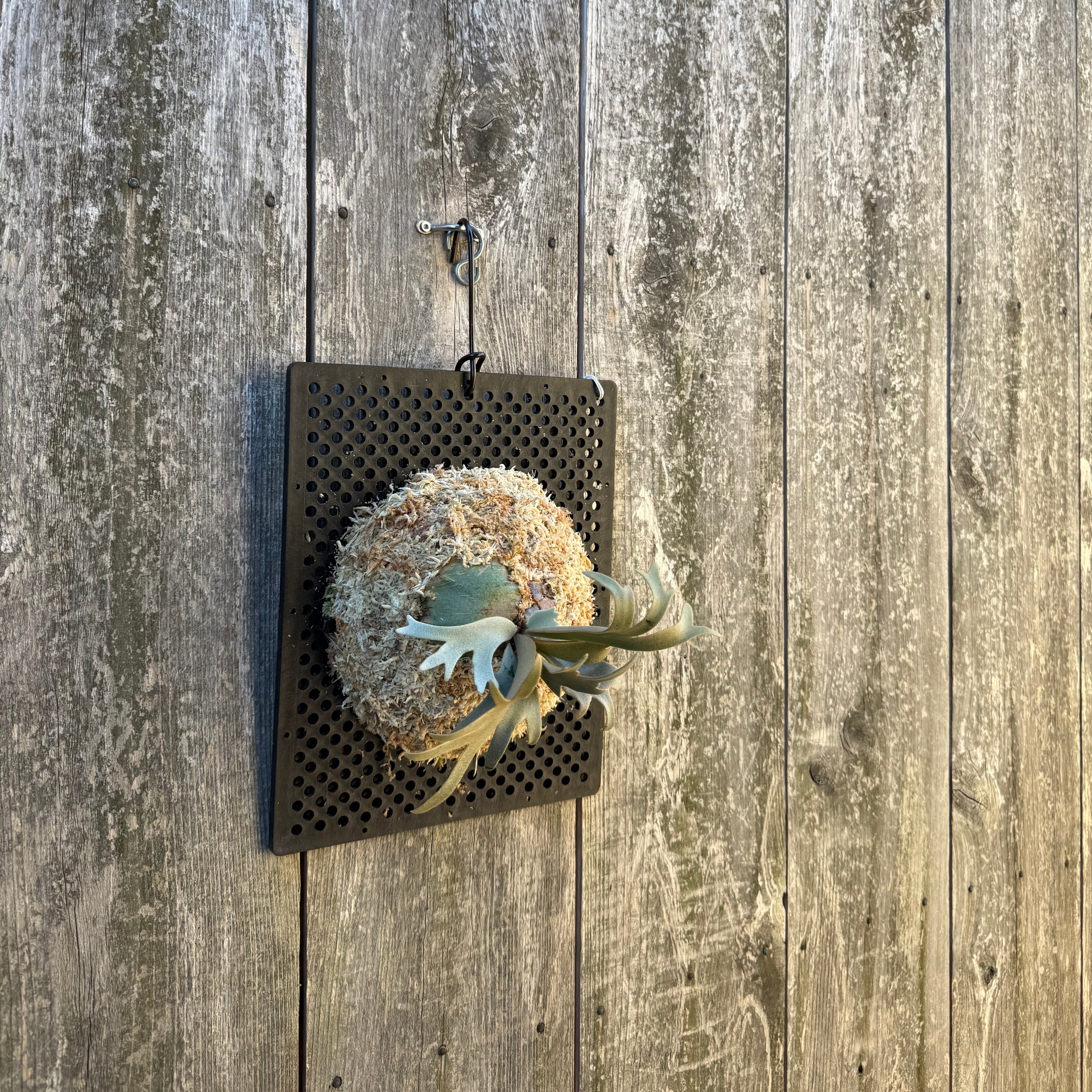 P. willinckii watchara sporelings dwarf (pup) | naturefix