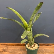 エクメア forteriana (Espirito santo.Brazil)【80】