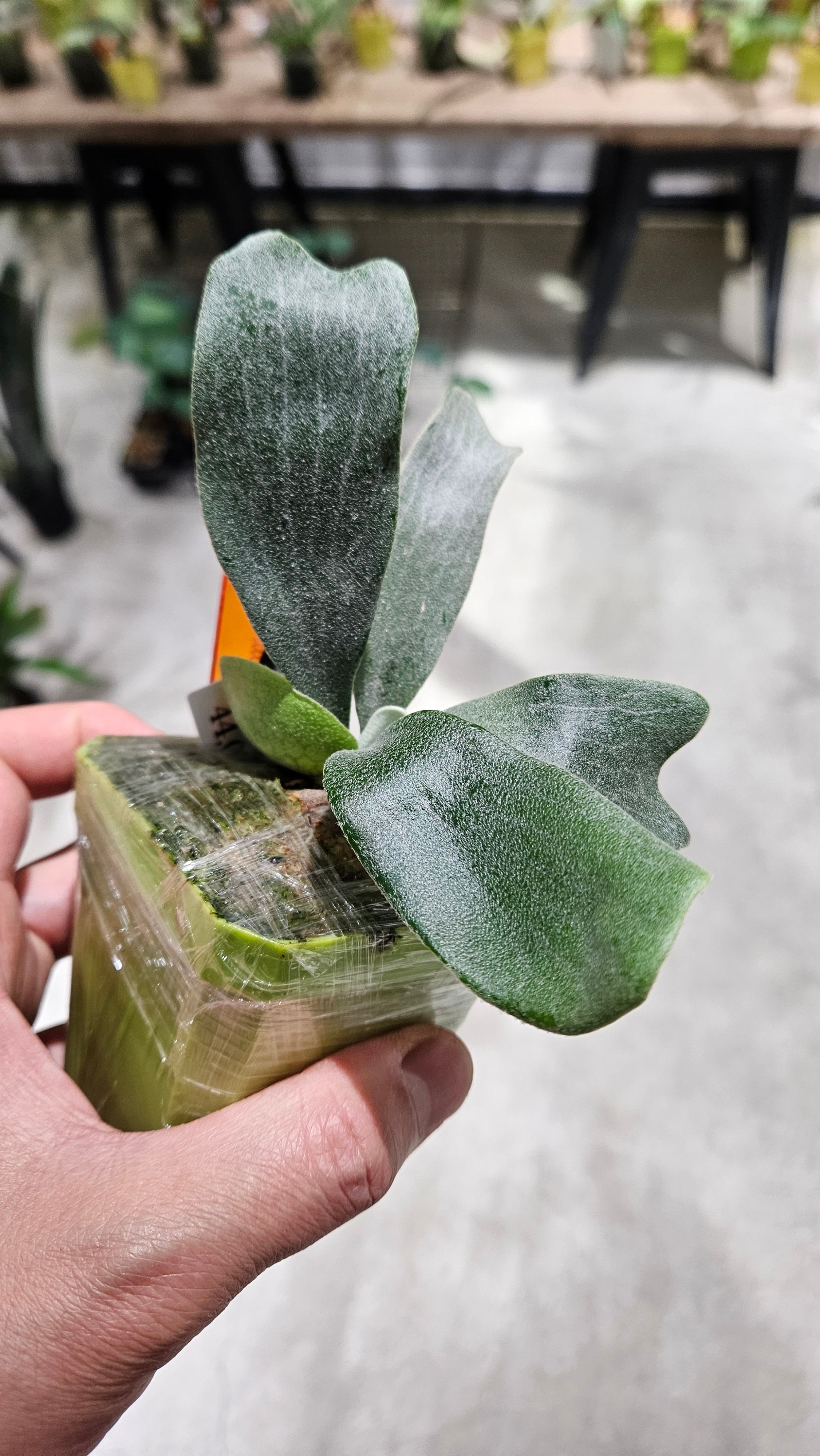 P. Black Wing Pup 【artPLANTs/PLANTS GARAGE 】ビカクシダ