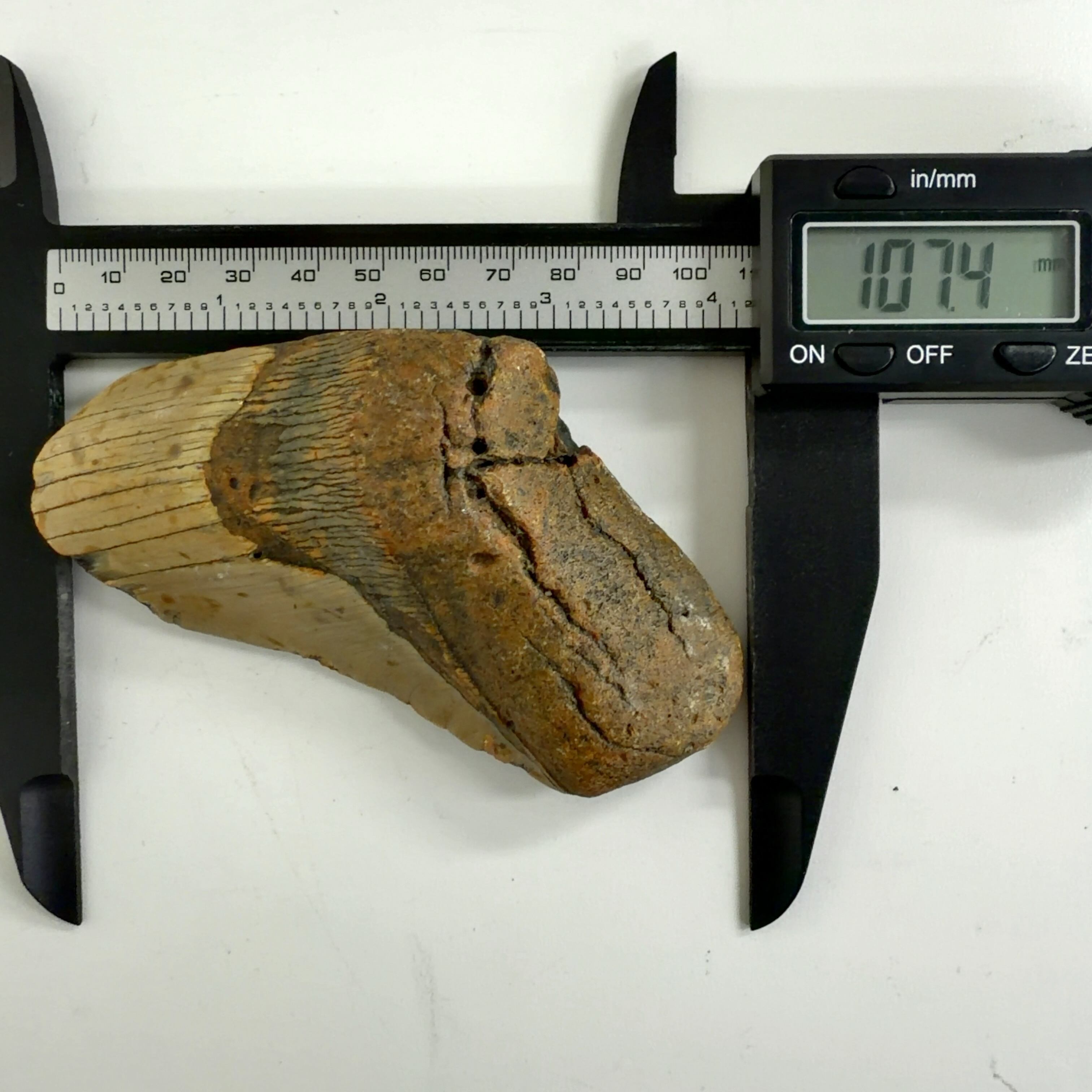 E20844】サメの歯＊化石＊Fossil shark tooth | クリスタル・ワールド