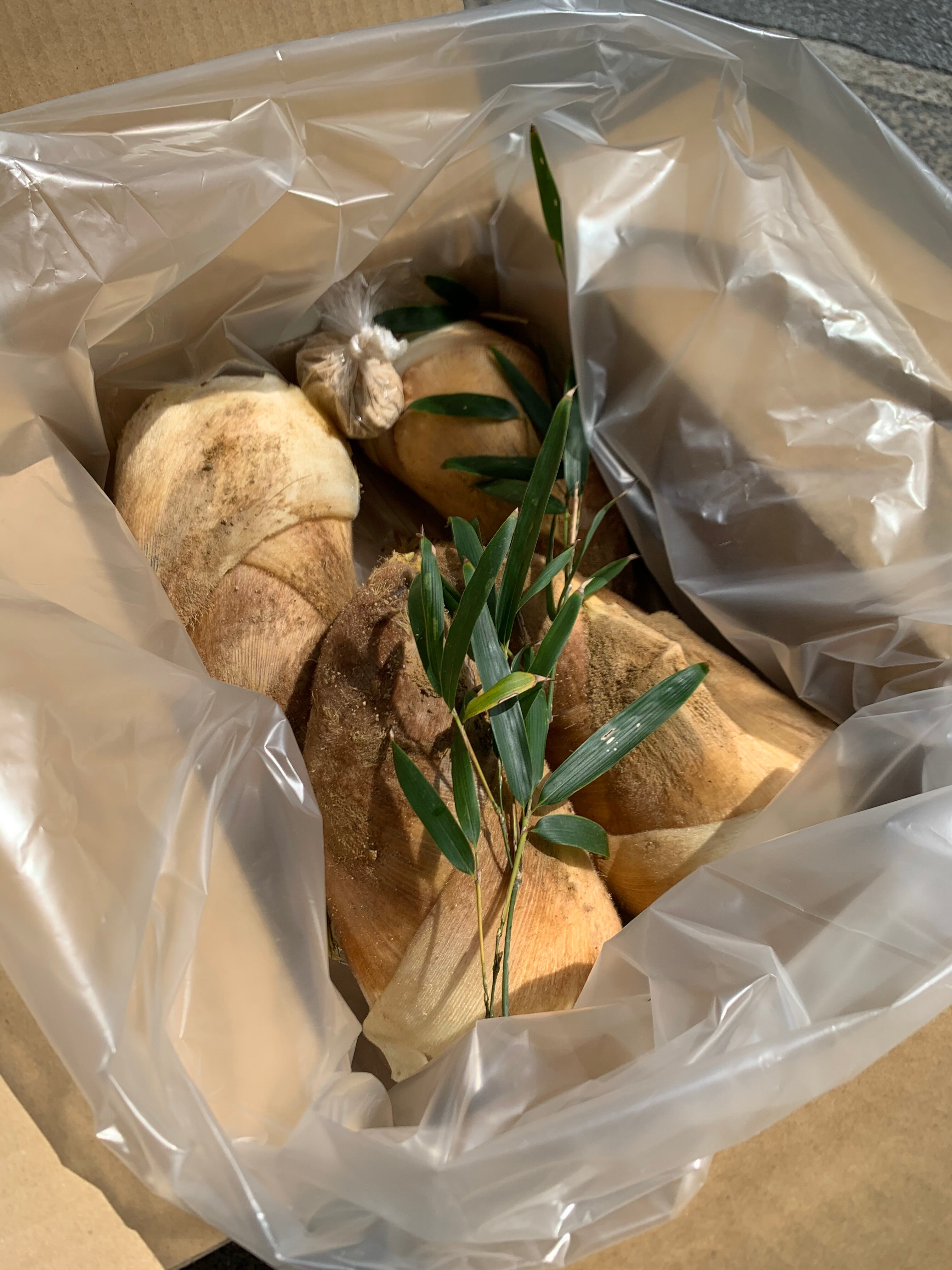 京都府産】朝掘り京たけのこ(3.8kg)｜えぐみが少なく、下処理も簡単