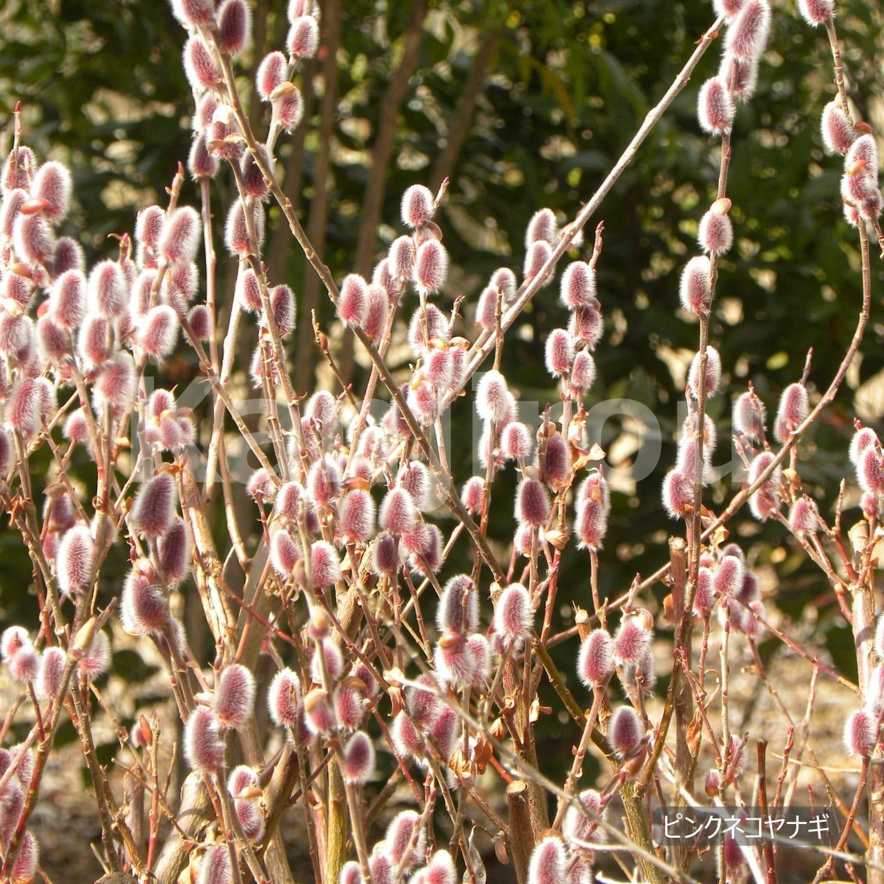 MIKYU  No.294 じゃれ猫　ピンクの花　天然石 MIKYU 様専用 No.294 じゃれ猫 ピンクの花 天然石