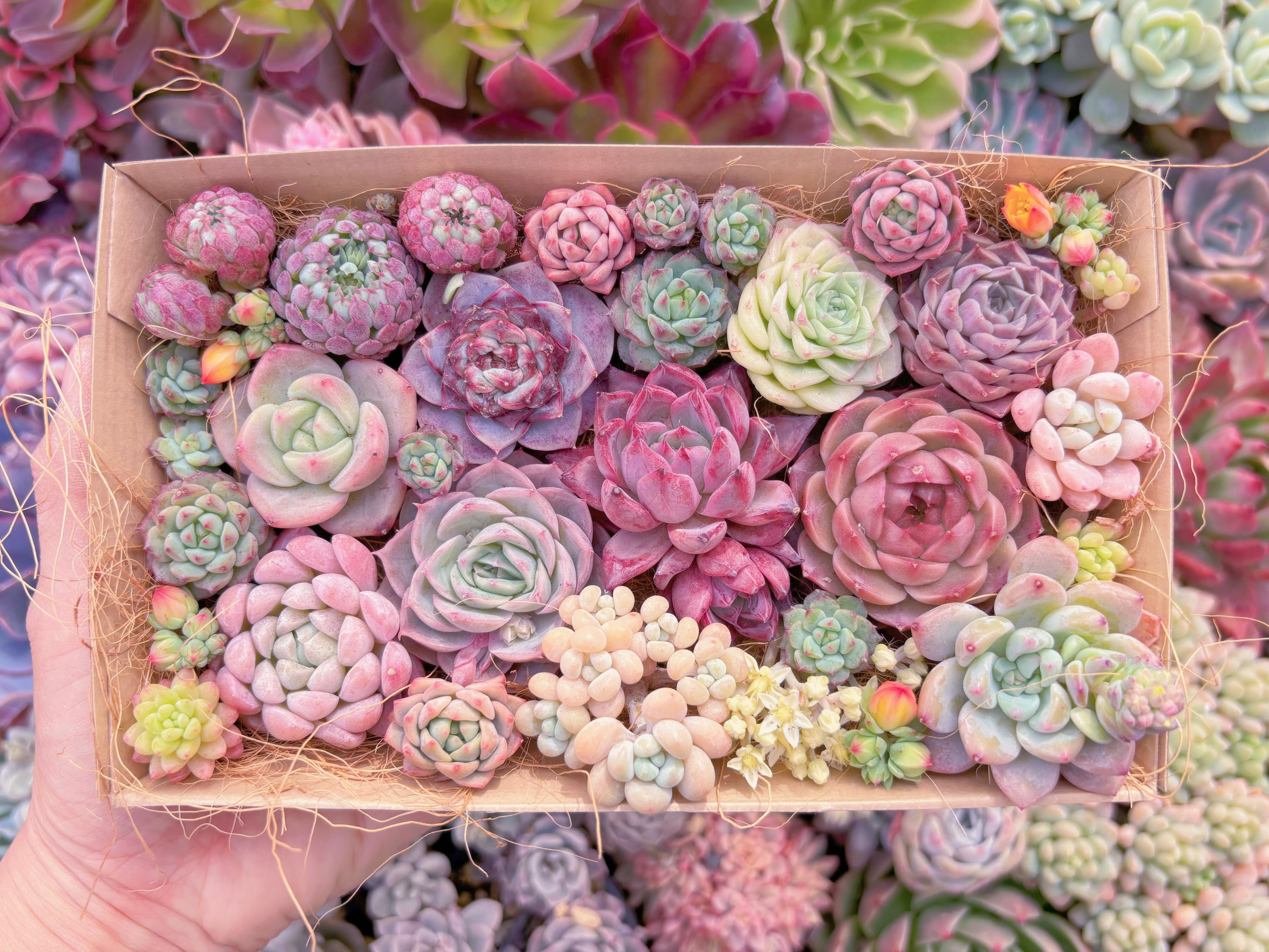 現品　寄せ植えセット#1136　12cmx20cm　るる農園