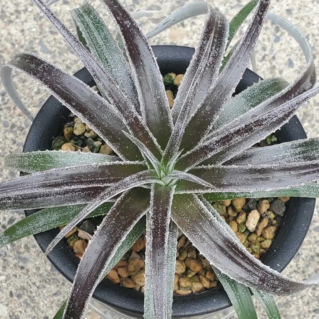 F00300_【XDT0009】xDyctia (Dyckia 'Arizona' x Hechtia glomerata