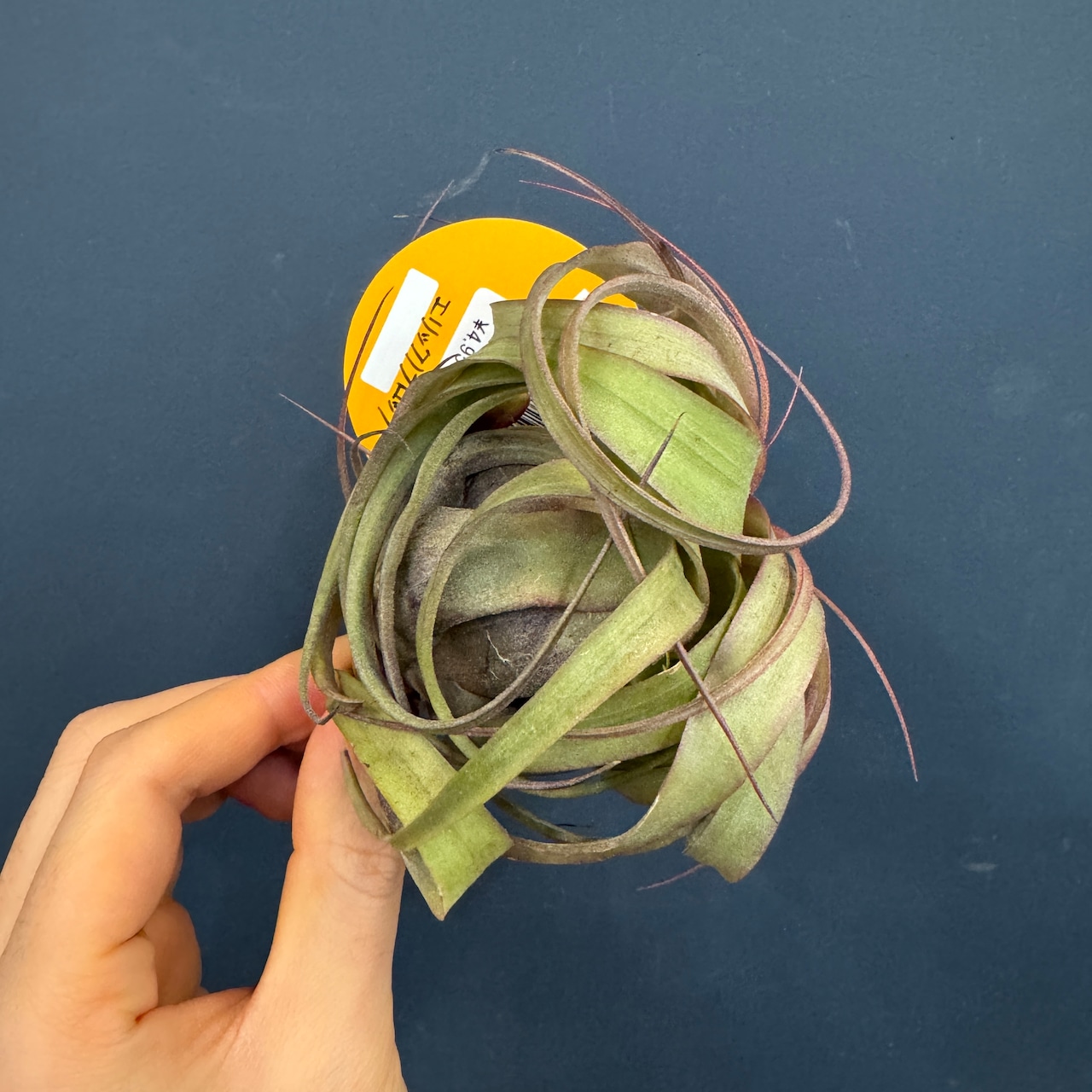 チランジア エリックノブロック【265】