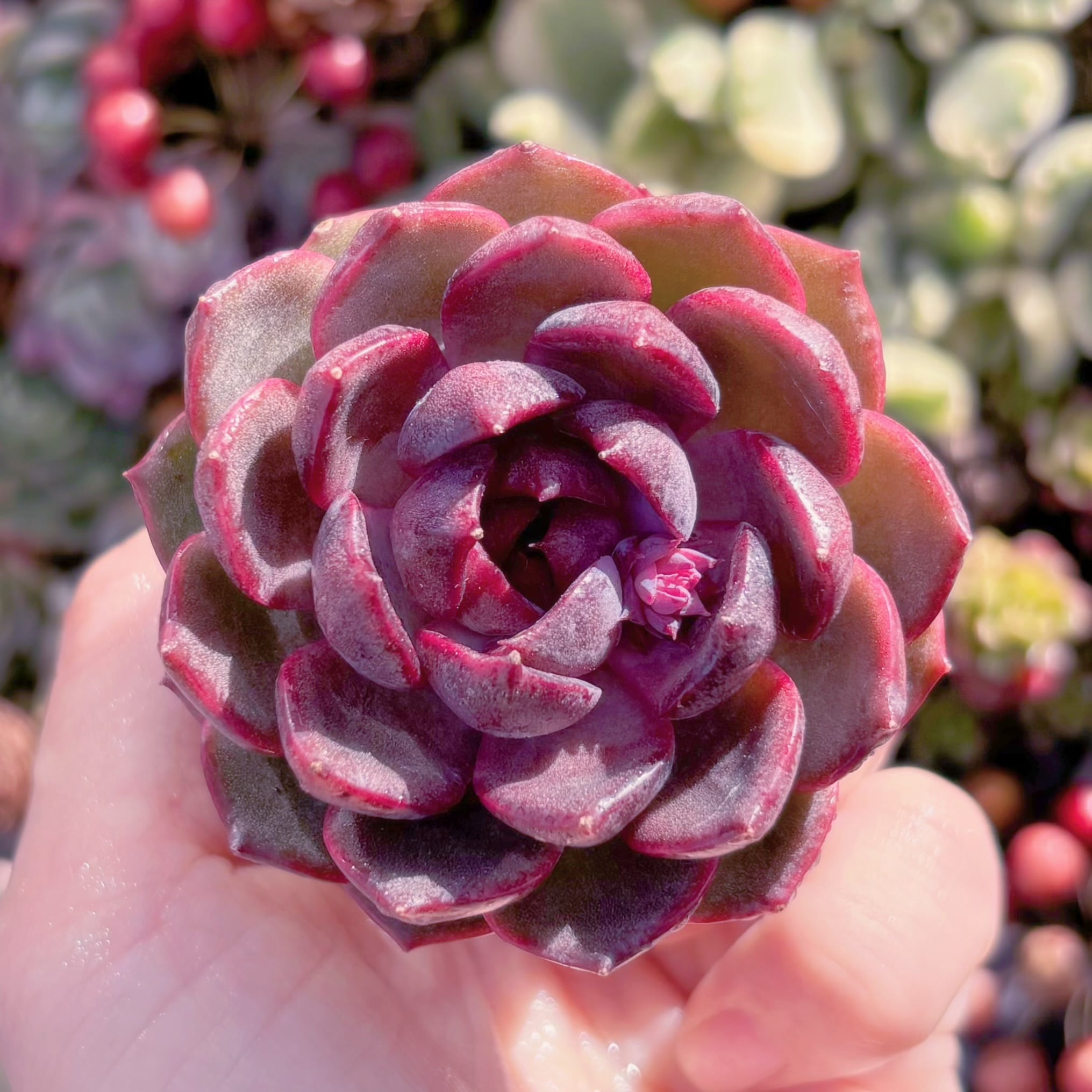 多肉植物　Black pink　新入荷　るる農園