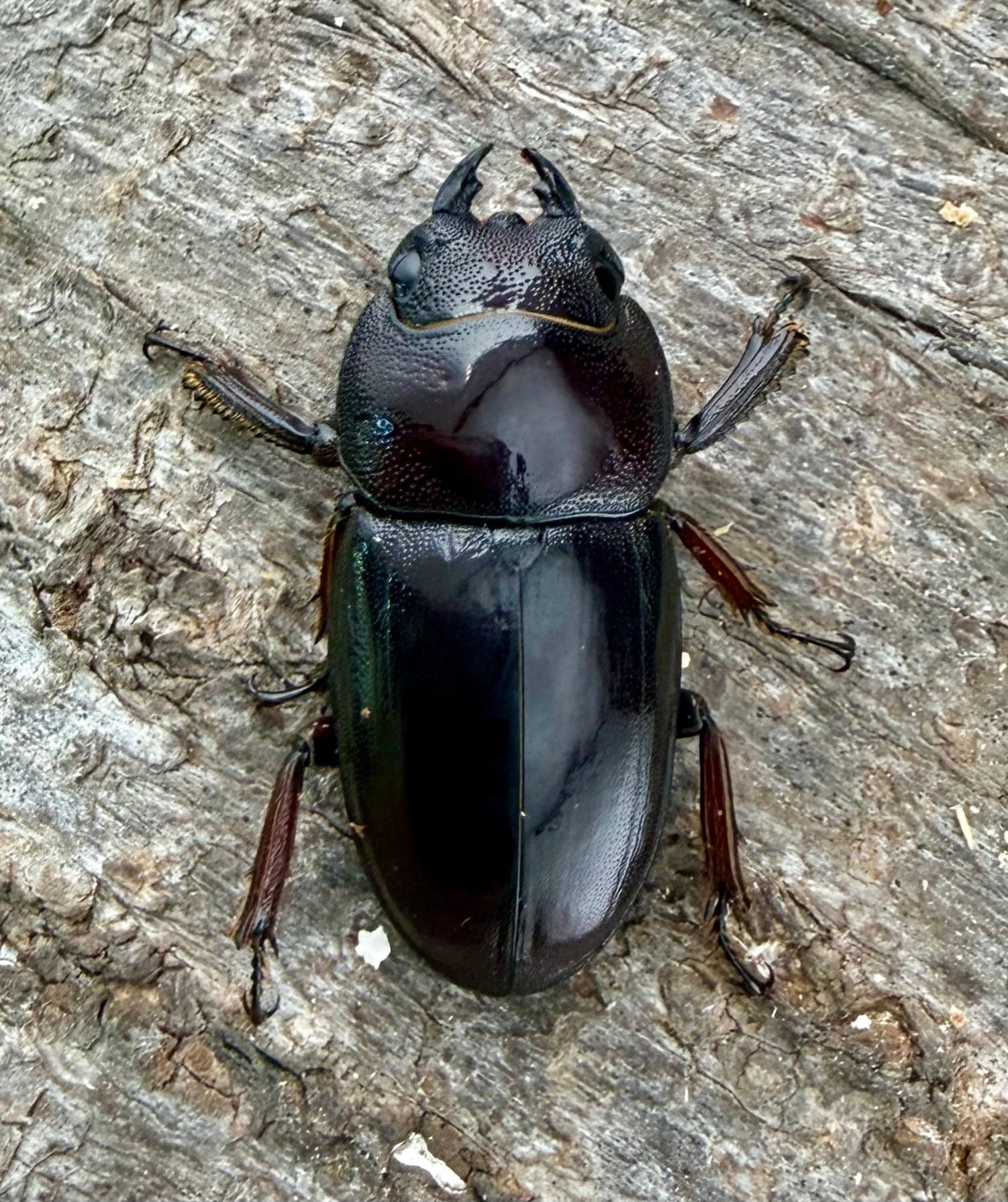 WF4】《デタニヒラタ 53mm ペア》わたくわ氏ブリード個体 | KPW公式