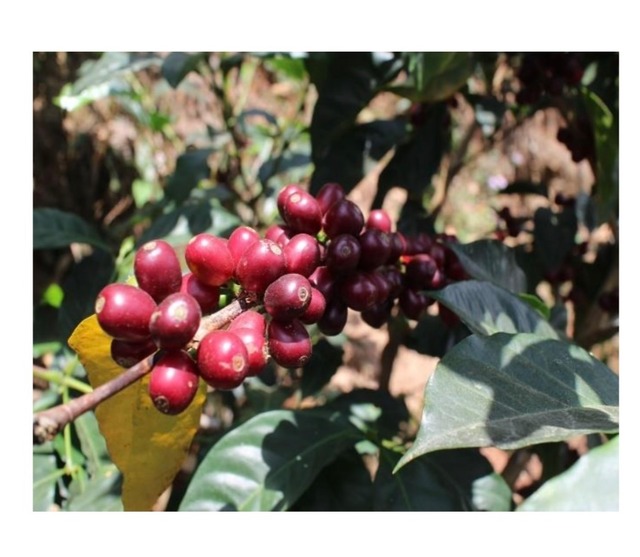 【100g】 GUATEMALA Finca Los Aguacatones グァテマラ アグアカトネス