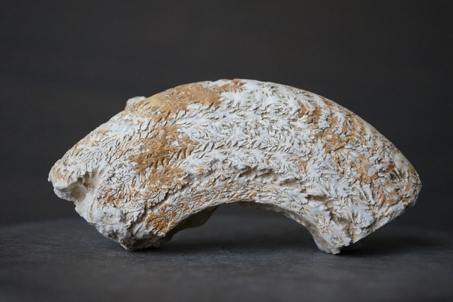 イングランド産ダクティリオセラス化石 Dactylioceras commune 1162