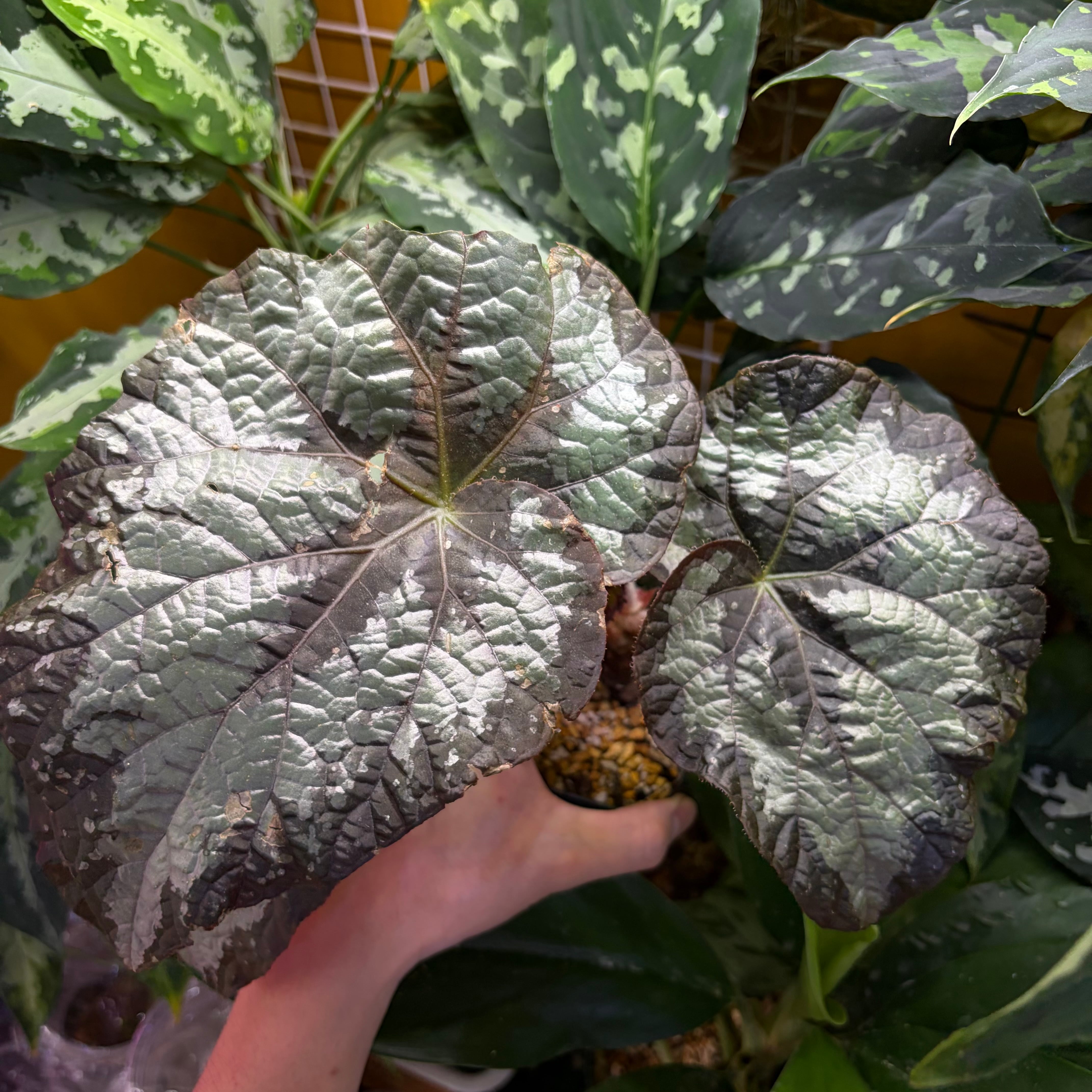 根茎性ベゴニア | 熱帯雨林植物専門店 トイ吉園芸
