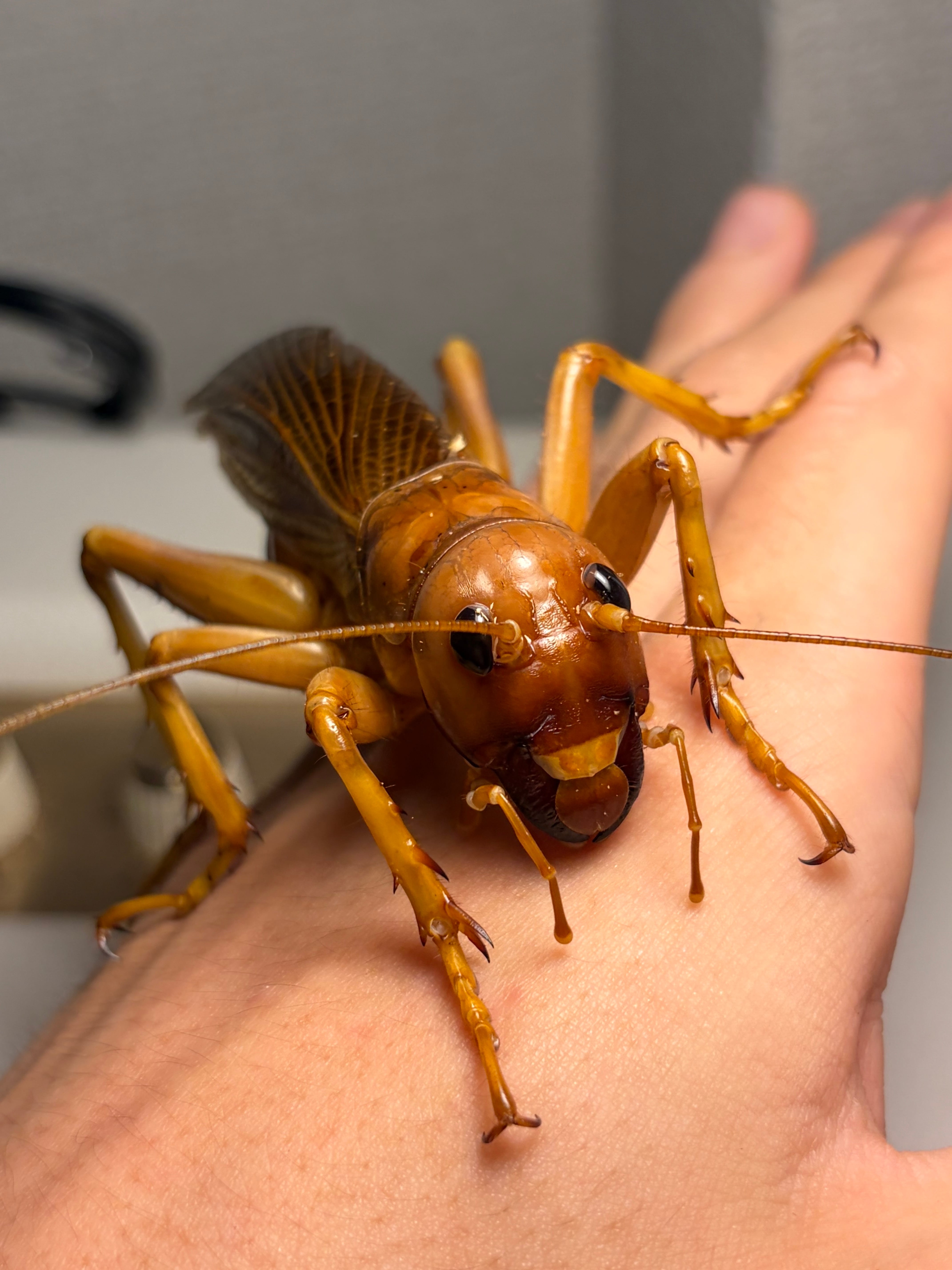 生体ペア】リオック Sia ferox コロギス 昆虫標本デュビアタランチュラ