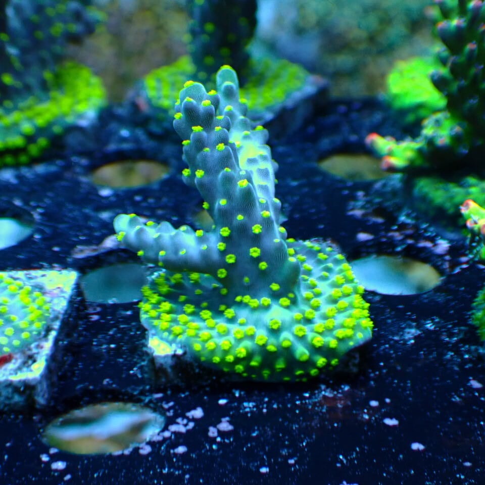 ZOOX Lagoon RAYS （ラグーンレイズ）20W | HOUSE REEF(ハウスリーフ