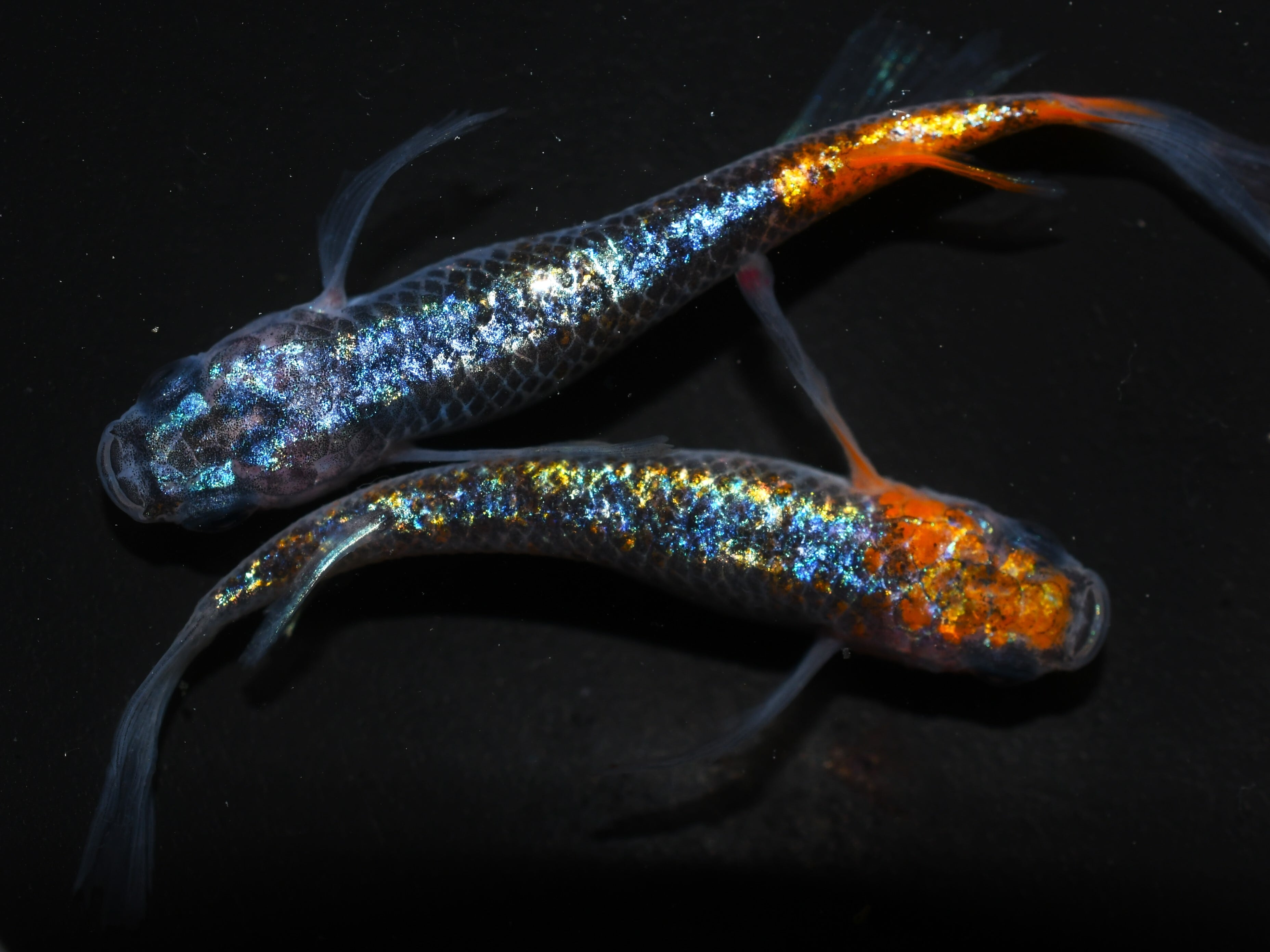 メダカ（ユリシス幼魚）2ペア＋1匹…めだか レーコ【現物販売】オス1匹 メス2匹 メダカめだか | メダカめだかの