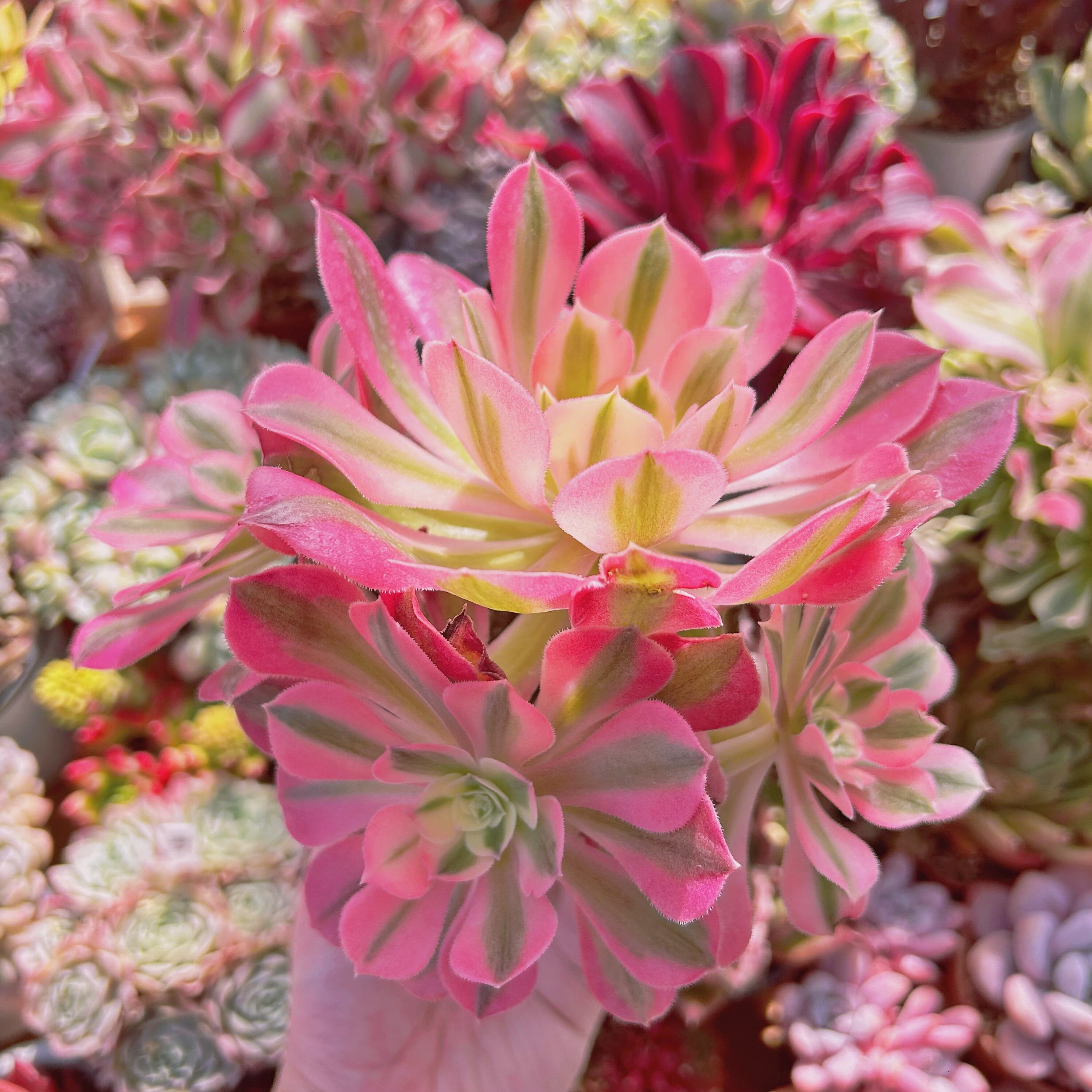 #246現物　多肉植物　アフラダイティ　特大　抜き苗