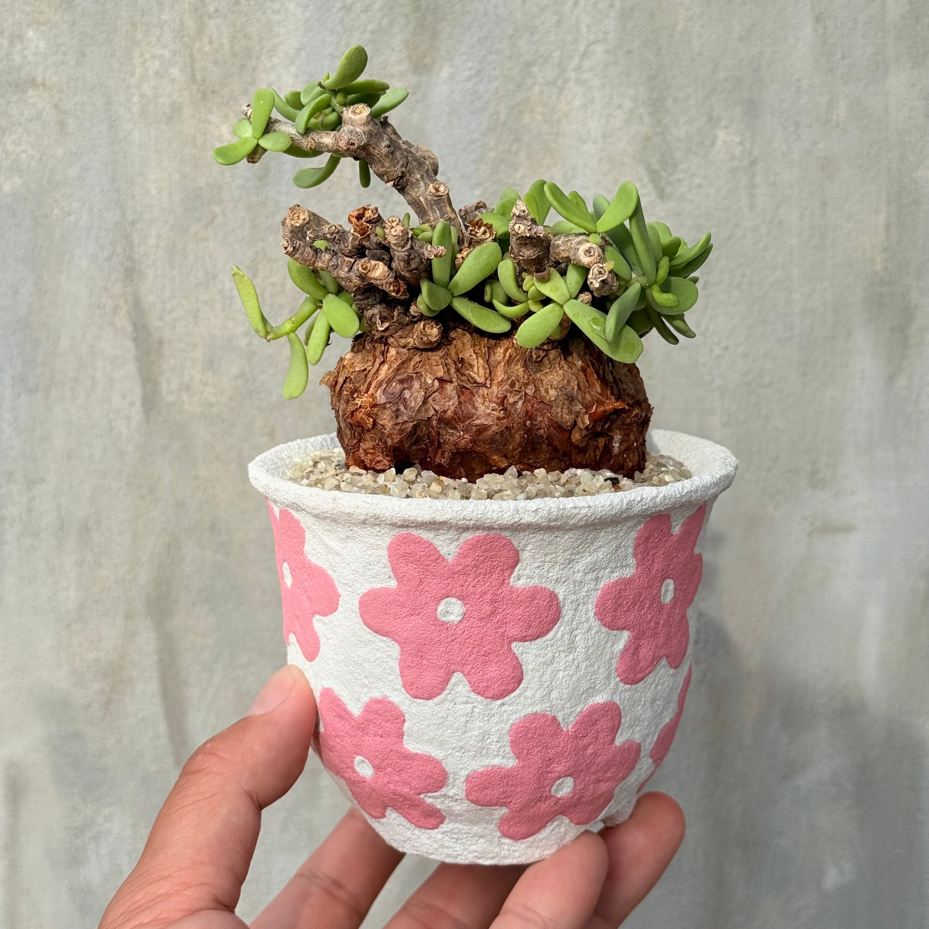 植物×作家鉢 【植え込み済み】 | A-PLANTS