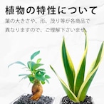 Gravel Plants ガジュマル サンスベリア黒砂利スクエアガラス ２点セット　