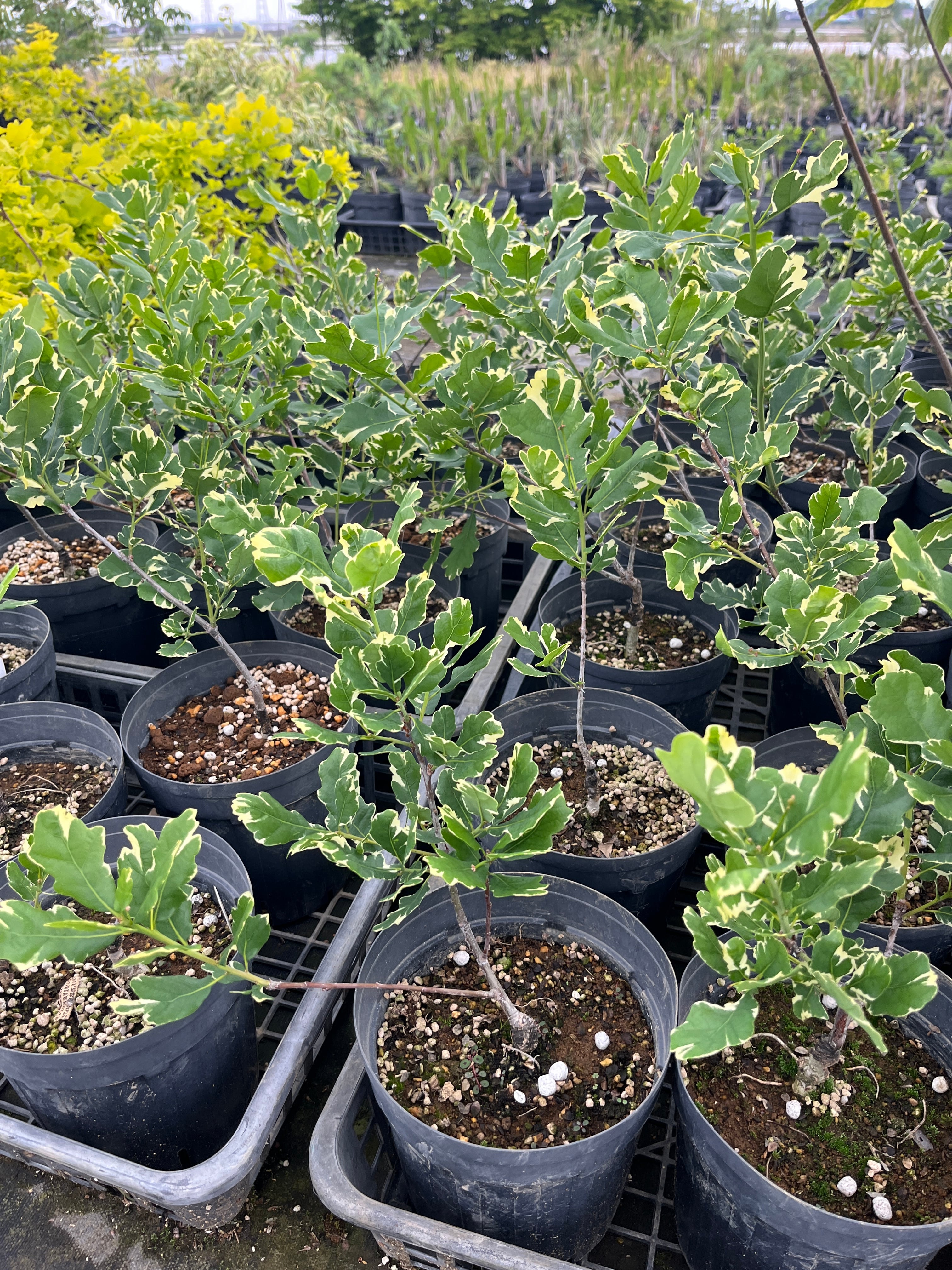 イギリスナラ'アルゲンテオマルギナータ' | 樹木好き！ I Love Trees