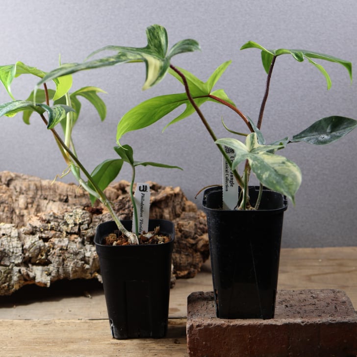 MARX PLANTS | 観葉植物・多肉植物・塊根植物
