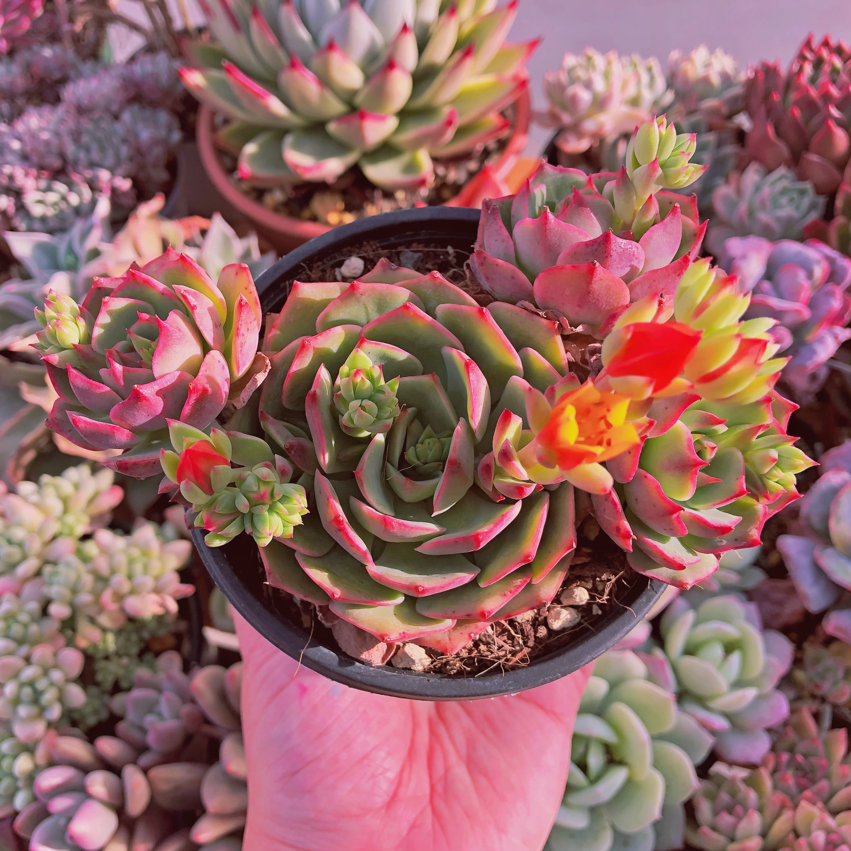 現物　多肉植物　ラテ　大群生　