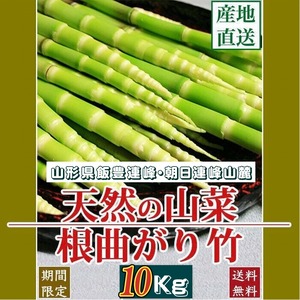 天然山菜 天然根曲がり竹/１０Kｇ自然の恵み 限定予約販売 山形県飯豊連峰 送料無料 クール便