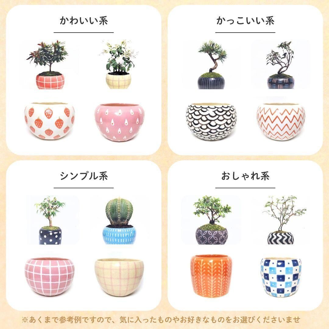 POTOCO ガジュマル 個性的 観葉植物 陶器鉢 盆栽 豆盆栽 インテリア