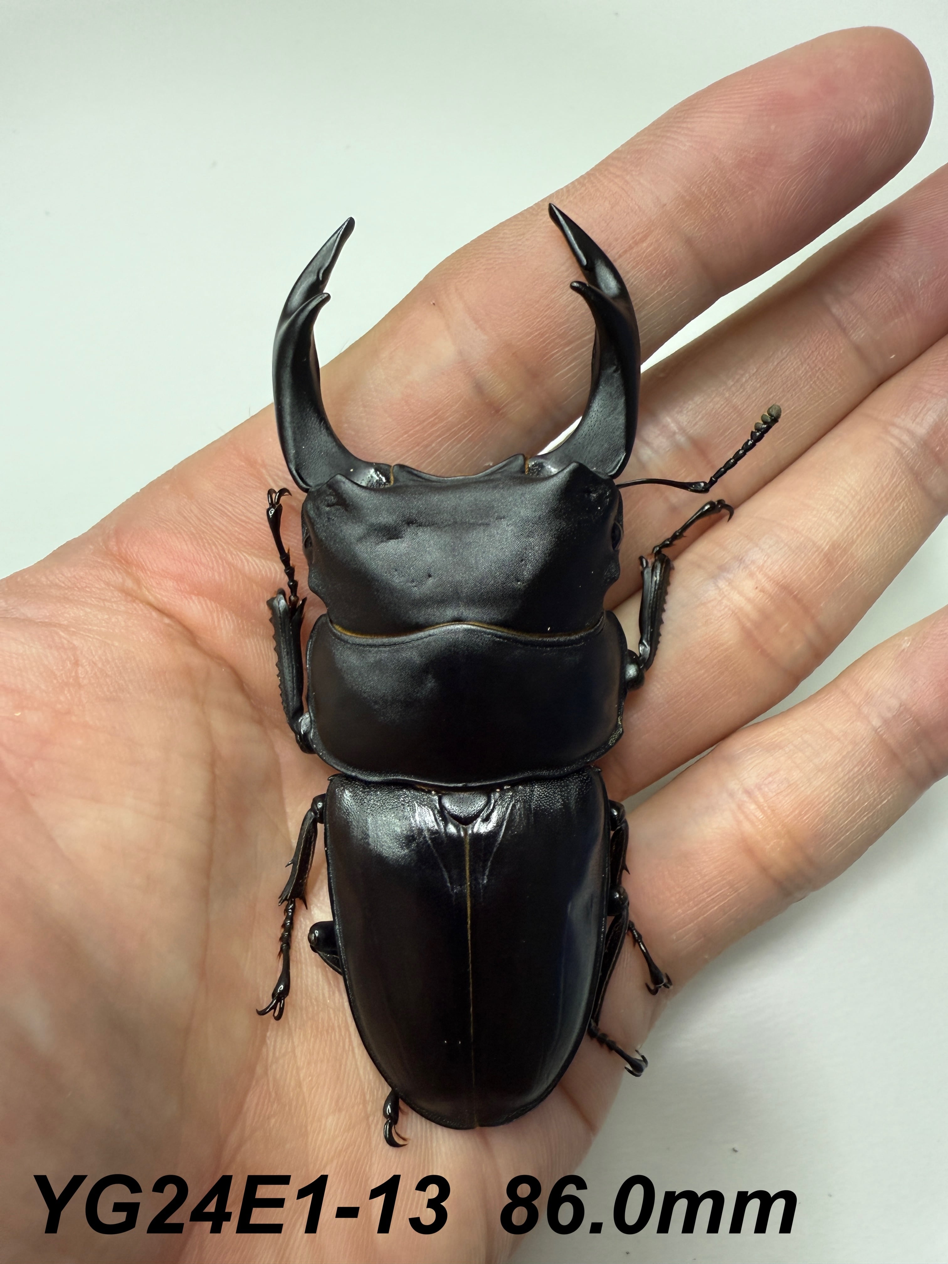 【能勢YG】成虫単品♀54.5mm（♂87.2mm同腹直仔） 87.5mm能勢SRオオクワガタ ♂No.A2401-24 | Pay ID