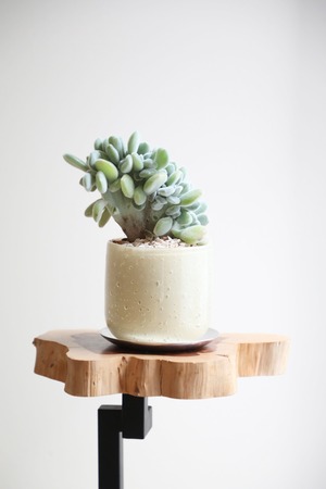 【S】エケベリア プルビナータ 綴化/Echeveria　※陶器鉢付き