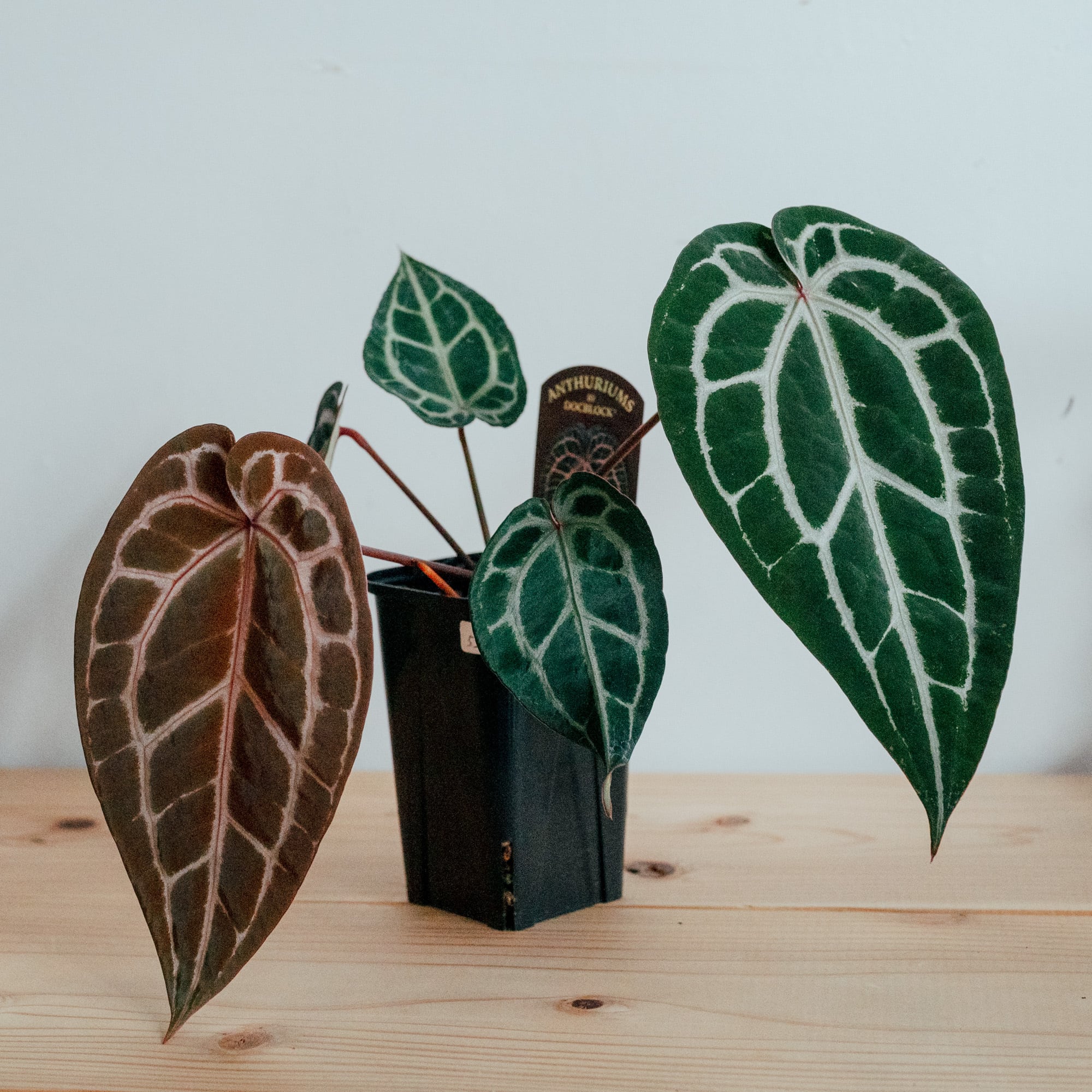 ミシェル　Michelle×レッドクリスタリナム アンスリウム・レッドクリスタリナム ミシェル×ミシェル