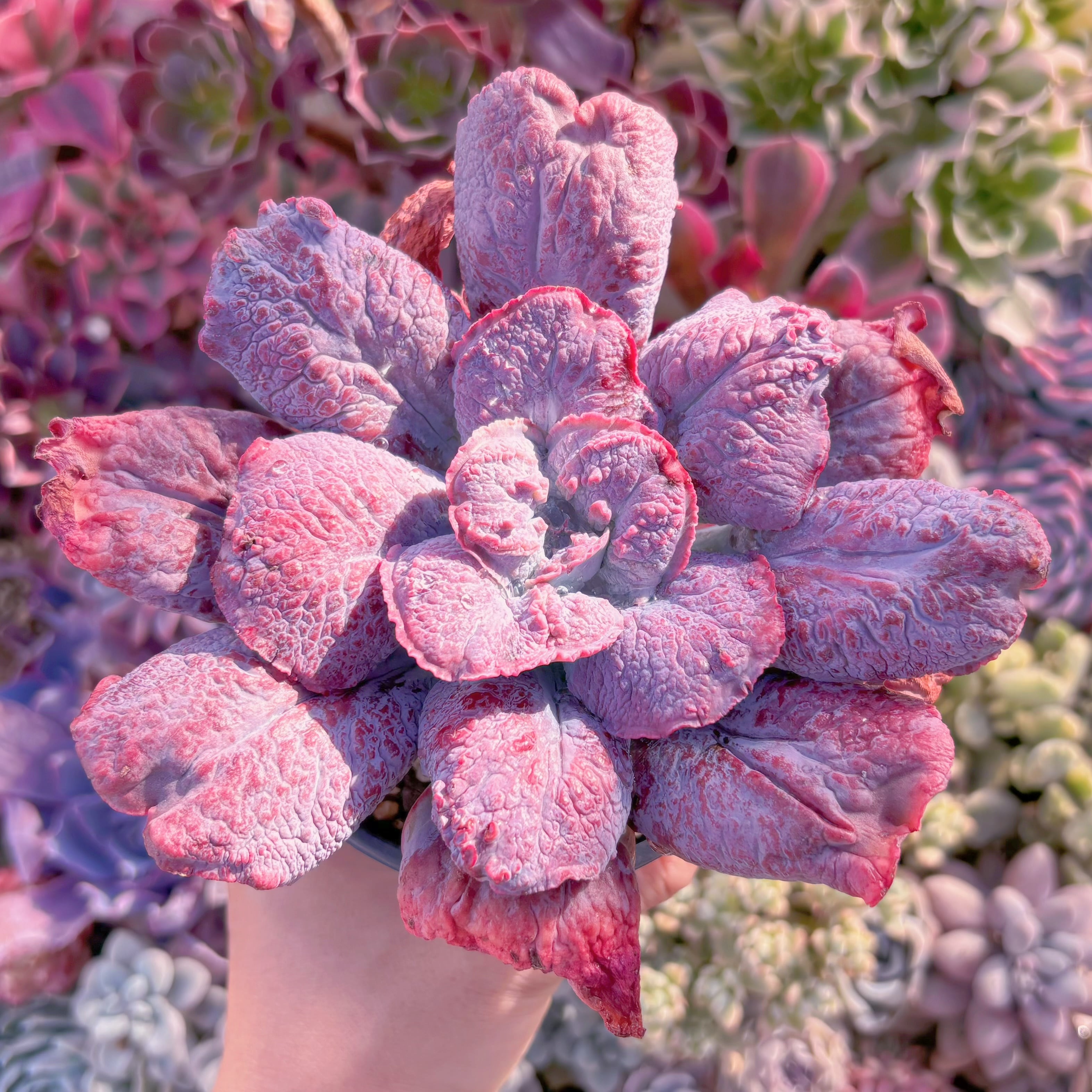 現品　Baron Bold#2185　るる農園