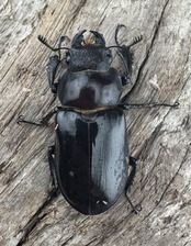 《ランミヤマ Free ♂♂♀トリオ》ブリーダー様委託個体