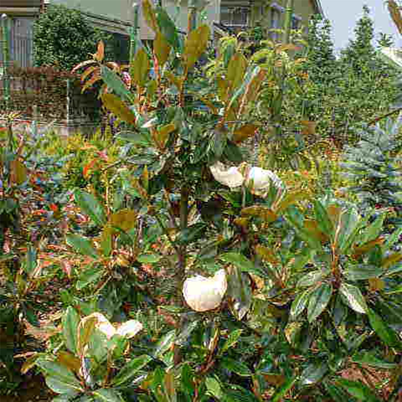 ①　タイサンボク　ケイパレス　リトルジャム　特大苗木最高等級極上品‼️ ① タイサンボク ケイパレス リトルジャム 特大苗木最高等級極上品