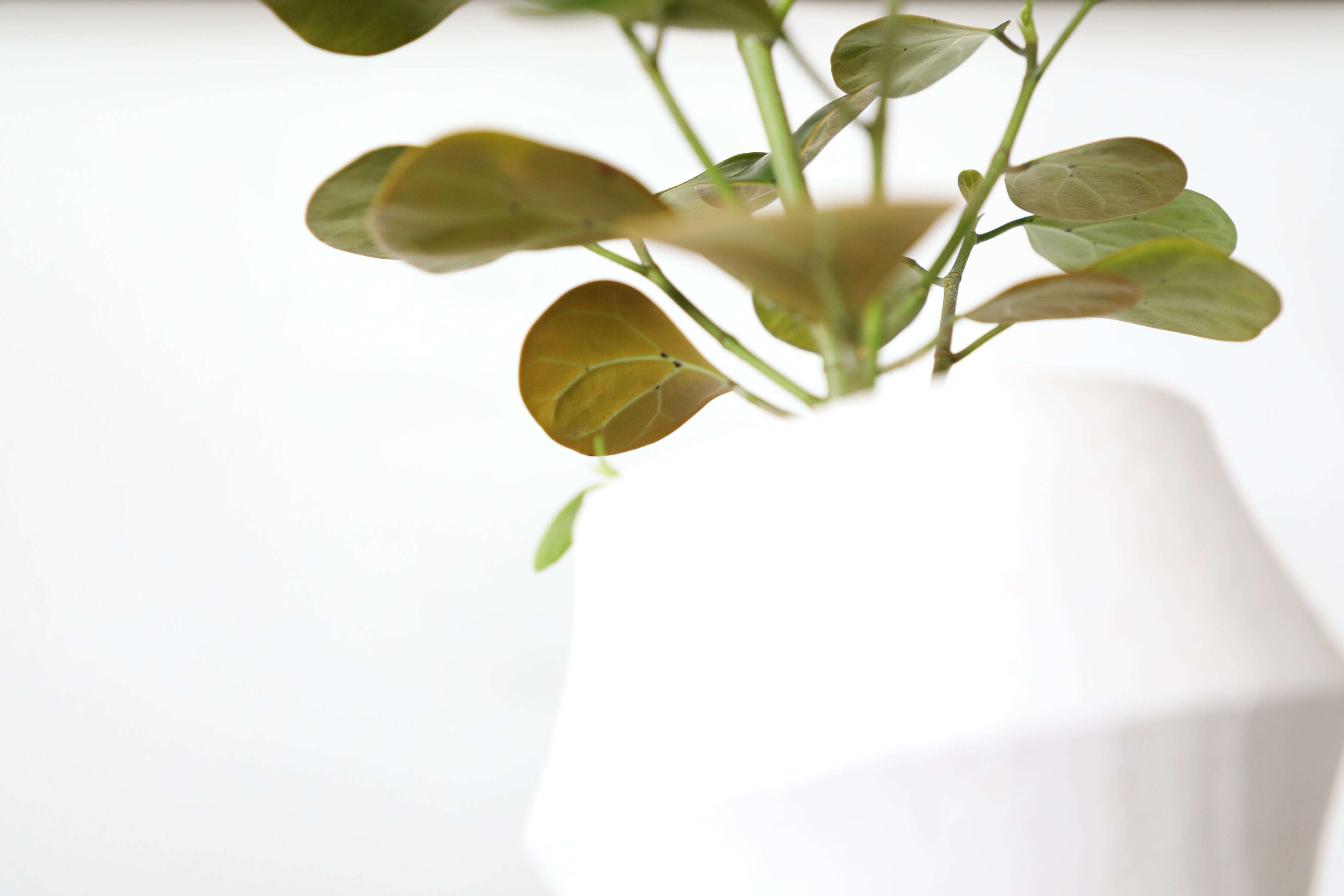 コバンボダイジュ Ficus Diversifolia 陶器鉢付き 翠堂明 みどりどうめい