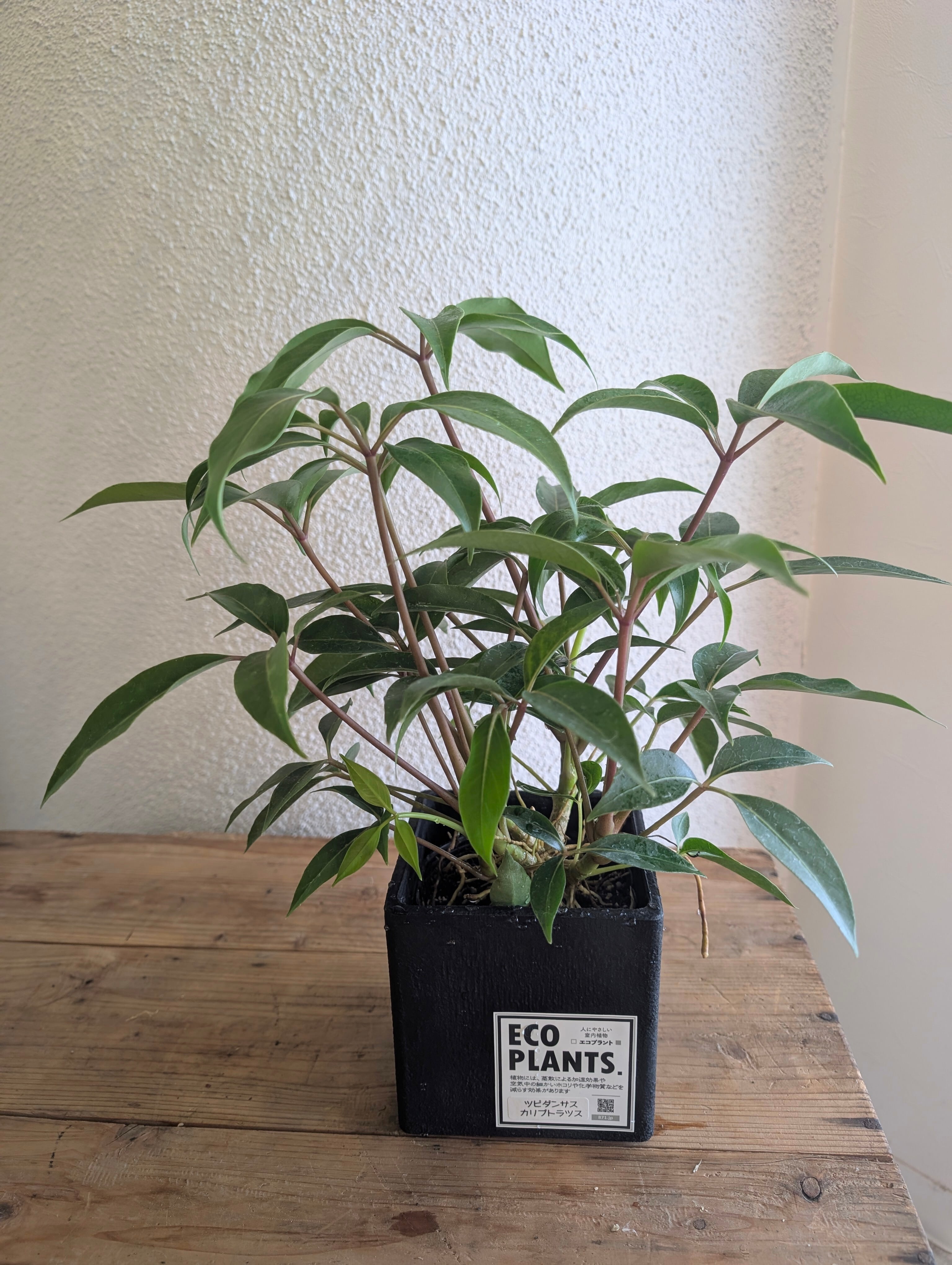 ツピダンサス カリプトラツス 4.5号 【ECO PLANTS】 | 花屋つばき