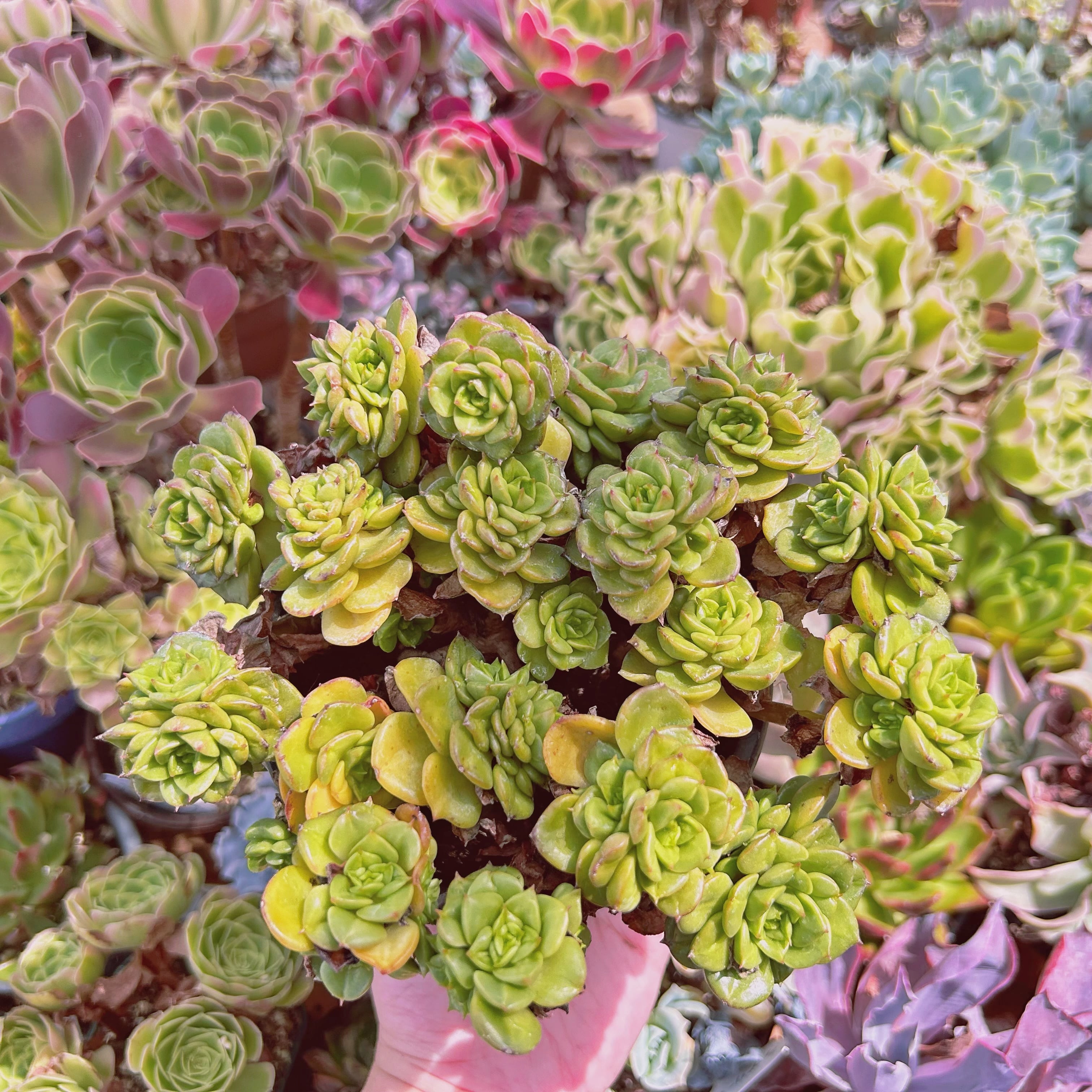 現物 多肉植物 ヌダ 特大 抜き苗 | るる農園~多肉植物専門