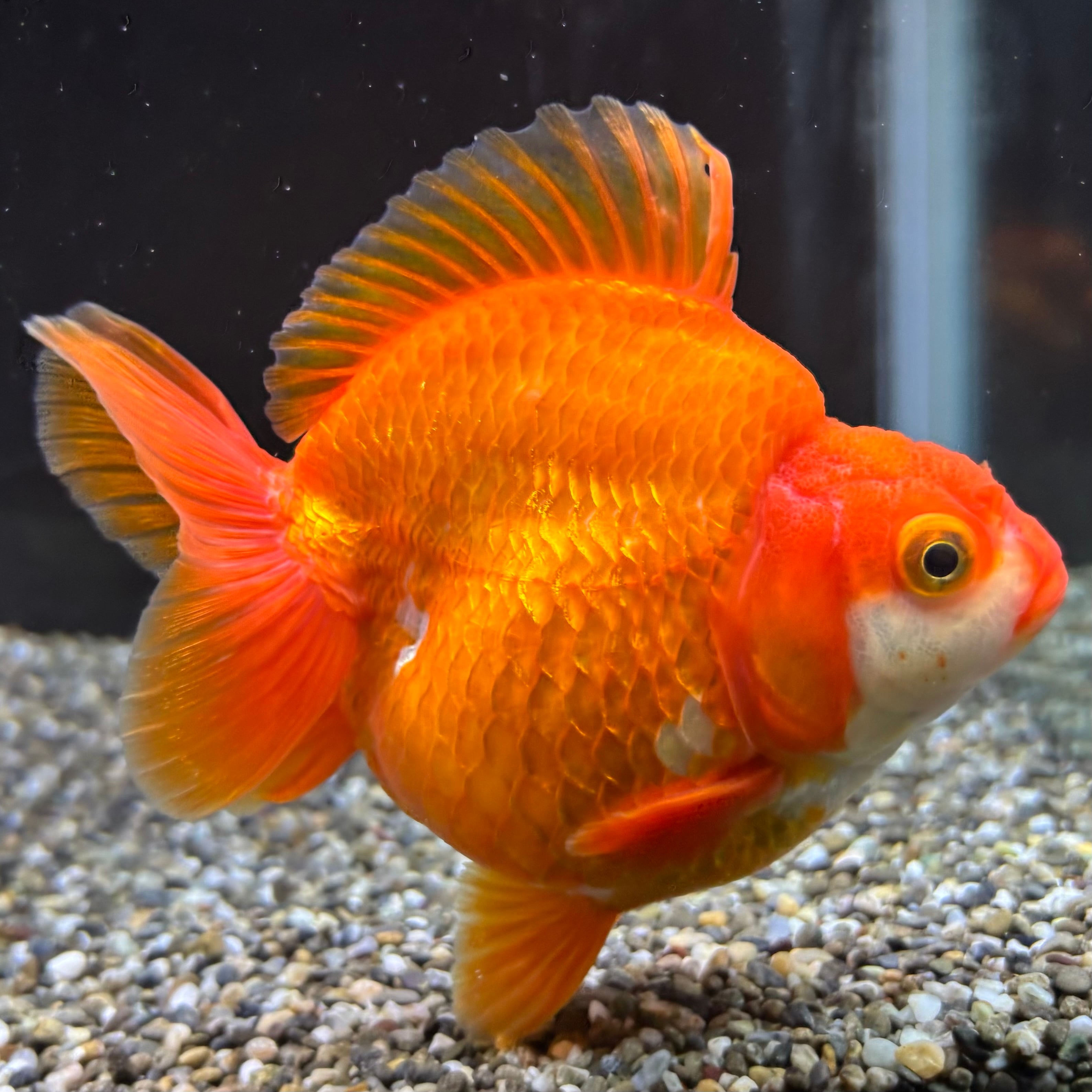 だるま琉金 更紗 14cm