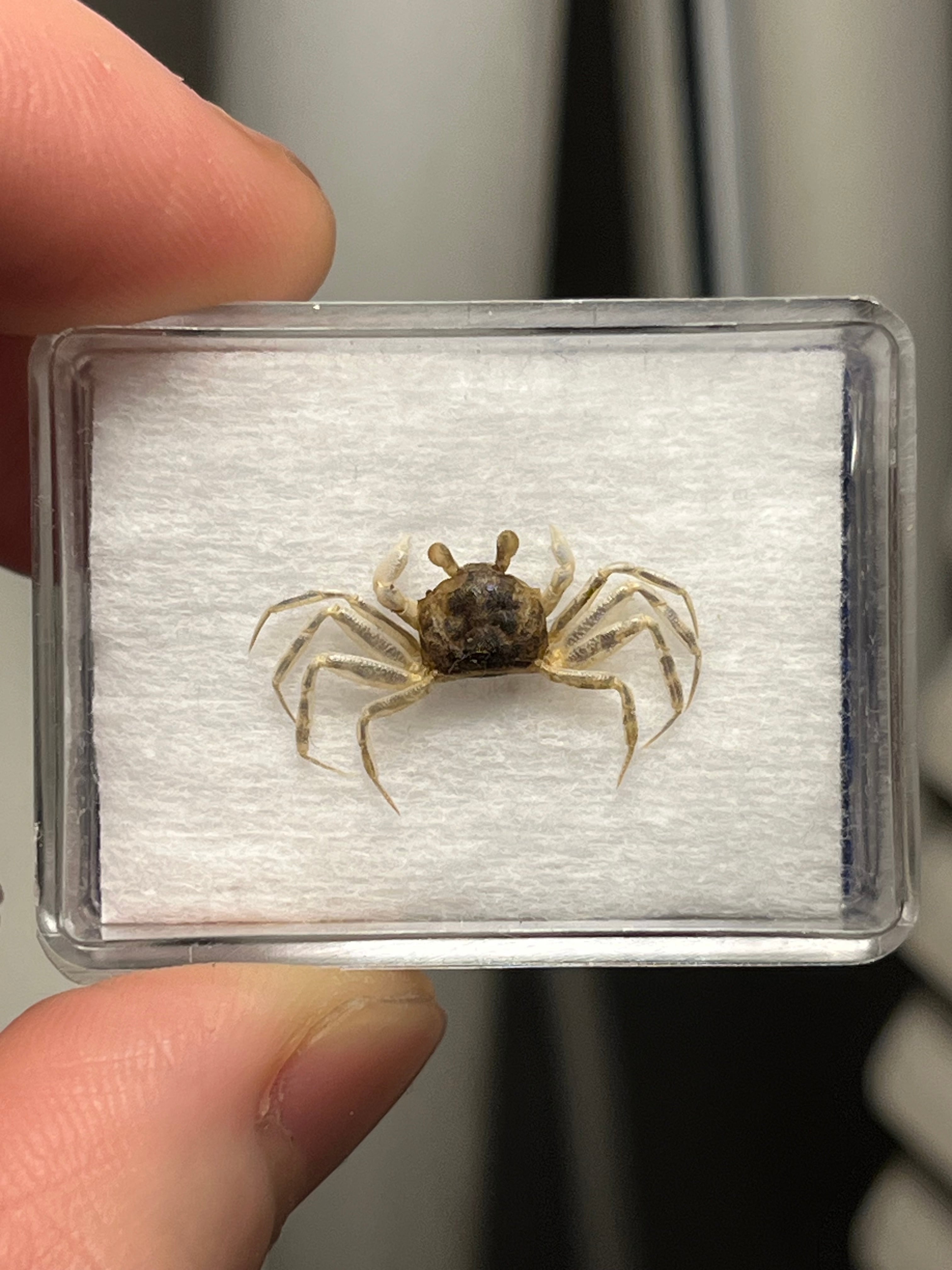 蟹標本】カニガニ 全長2cm程 蟹甲殻類エビ蝦蛄タランチュラワラジムシ