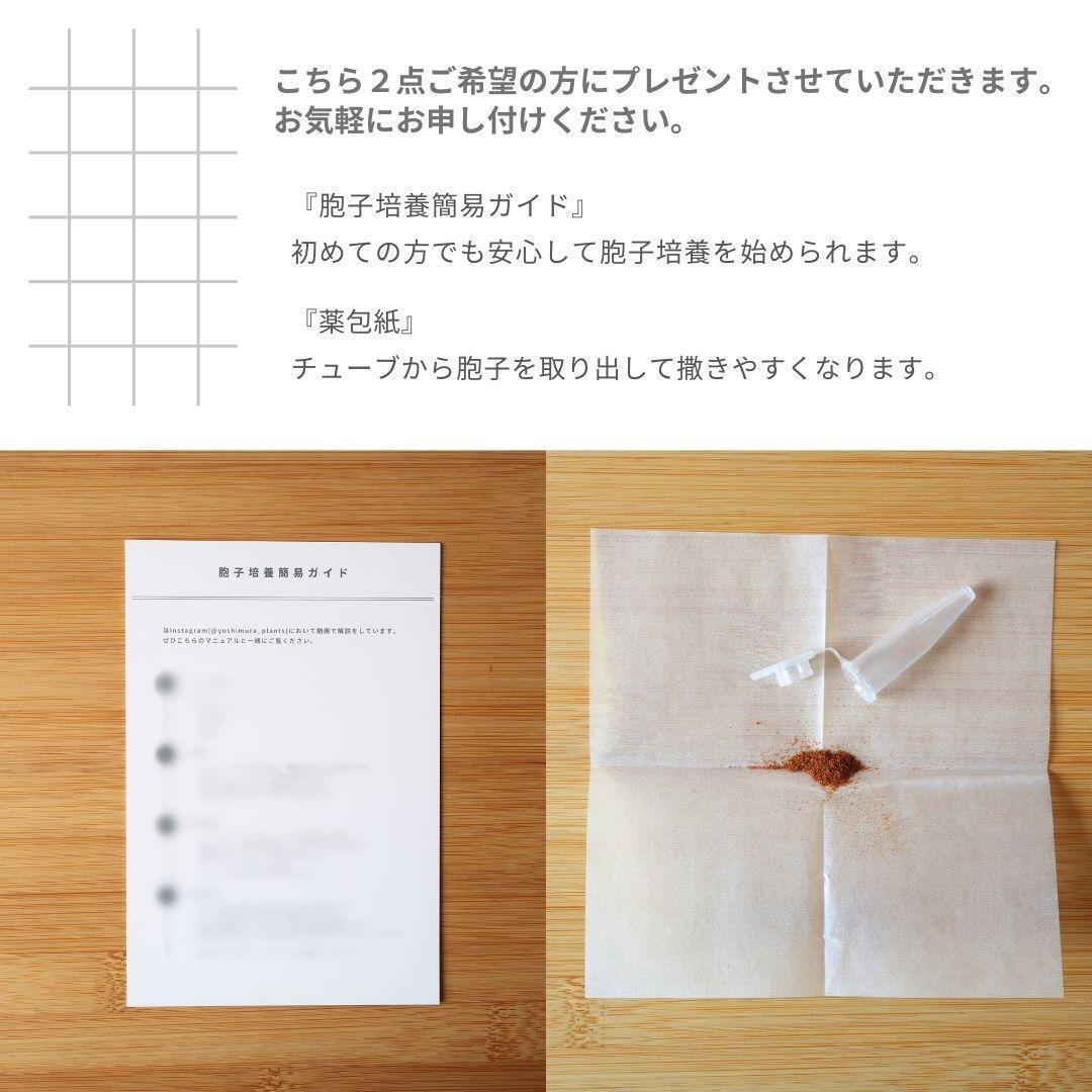 胞子] Shankha シャンカ ビカクシダ | Pay ID