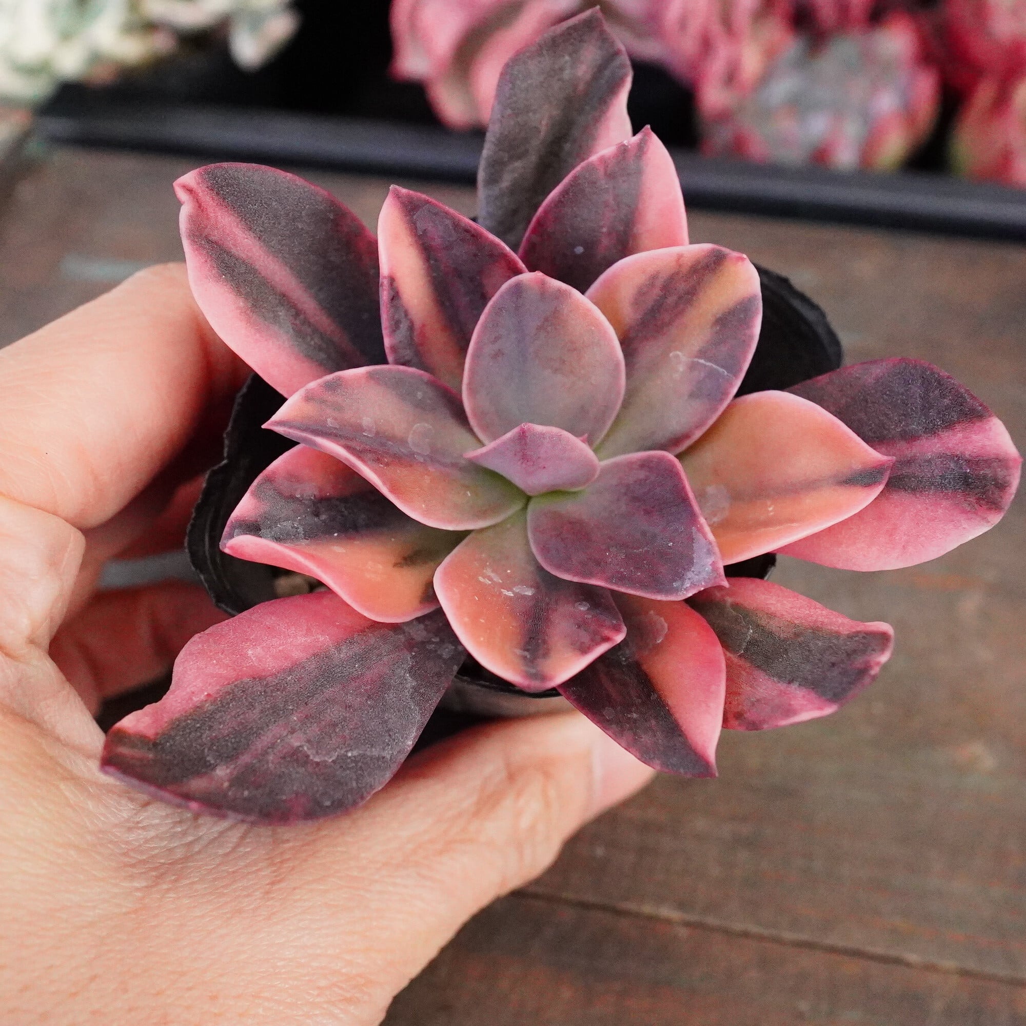 多肉植物 | E-TANIKU