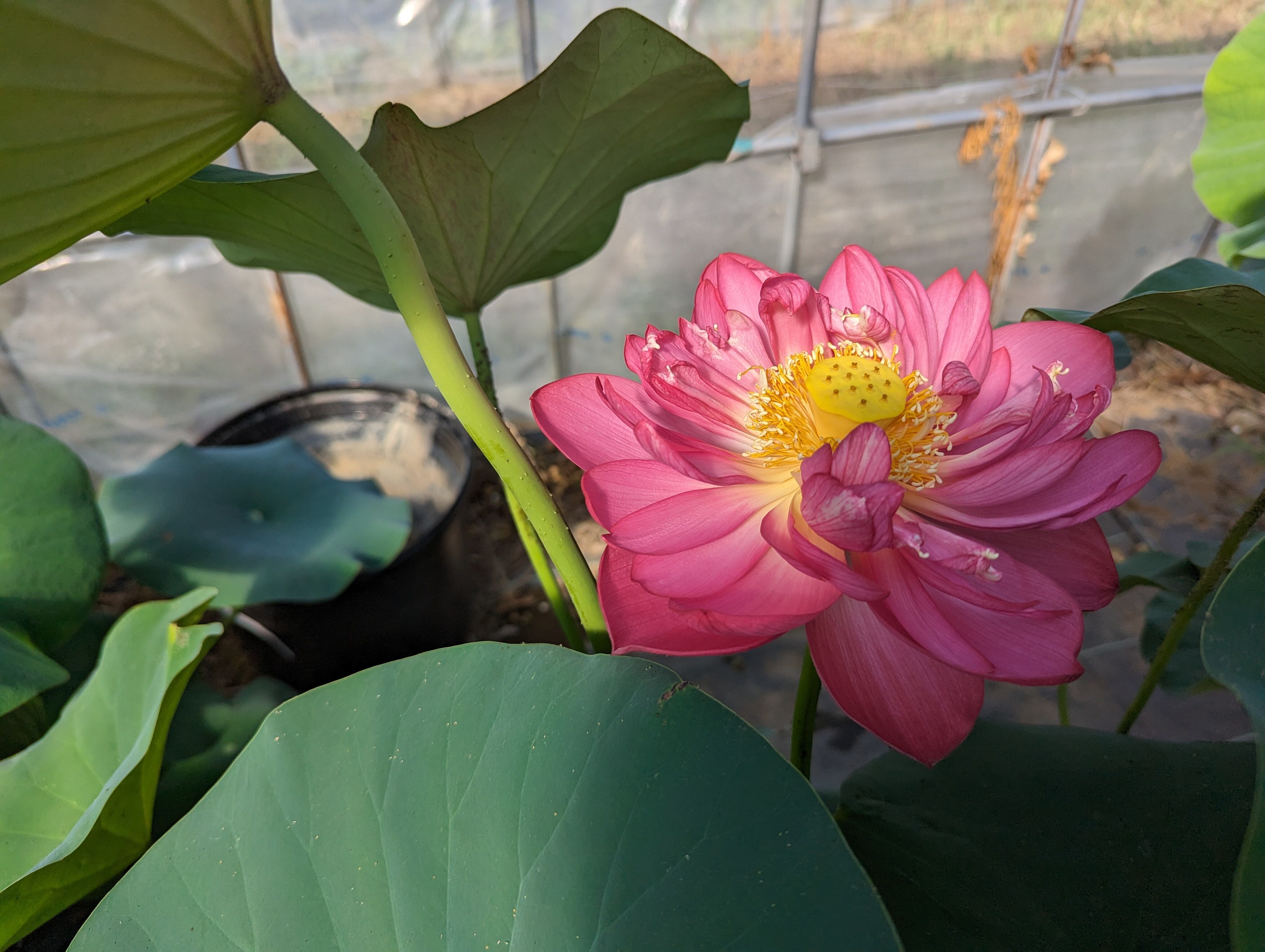 桃蓮蓮玉✨皇の縁ハイヤーセルフ‼️是が非でも欲しい‼️と感じた方ご購入ください 不空の蓮 彩蓮（さいれん） | したくや縁