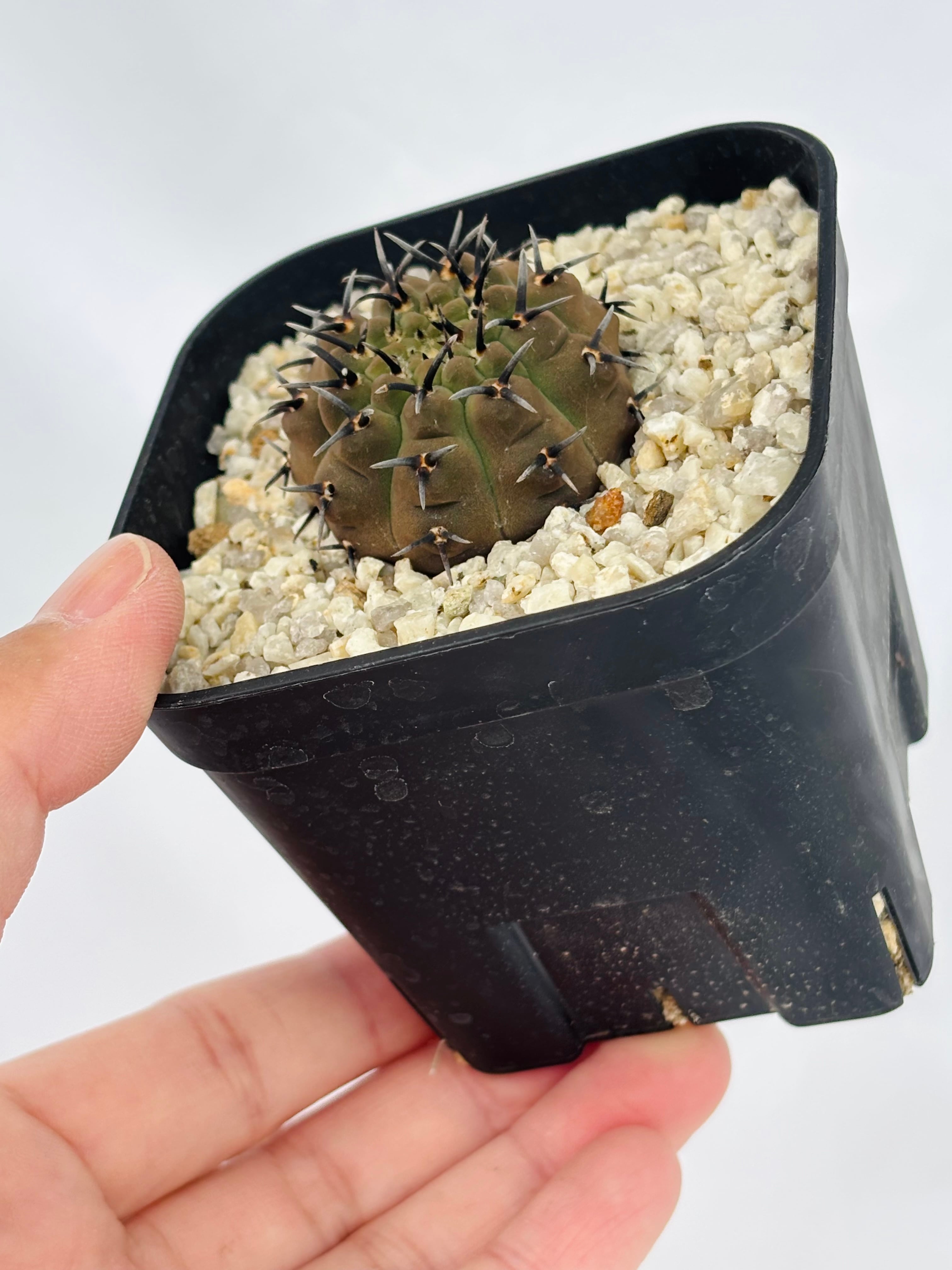 Gymnocalycium asterium ギムノカリキウム 黒刺鳳頭 サボテン | plants