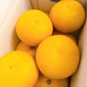 土佐文旦【家庭用】3Lサイズ5㎏（8玉入り）